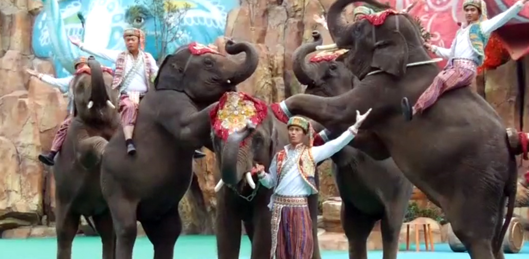 CITES protection of animals no longer fit for purpose, says wildlife filmmaker