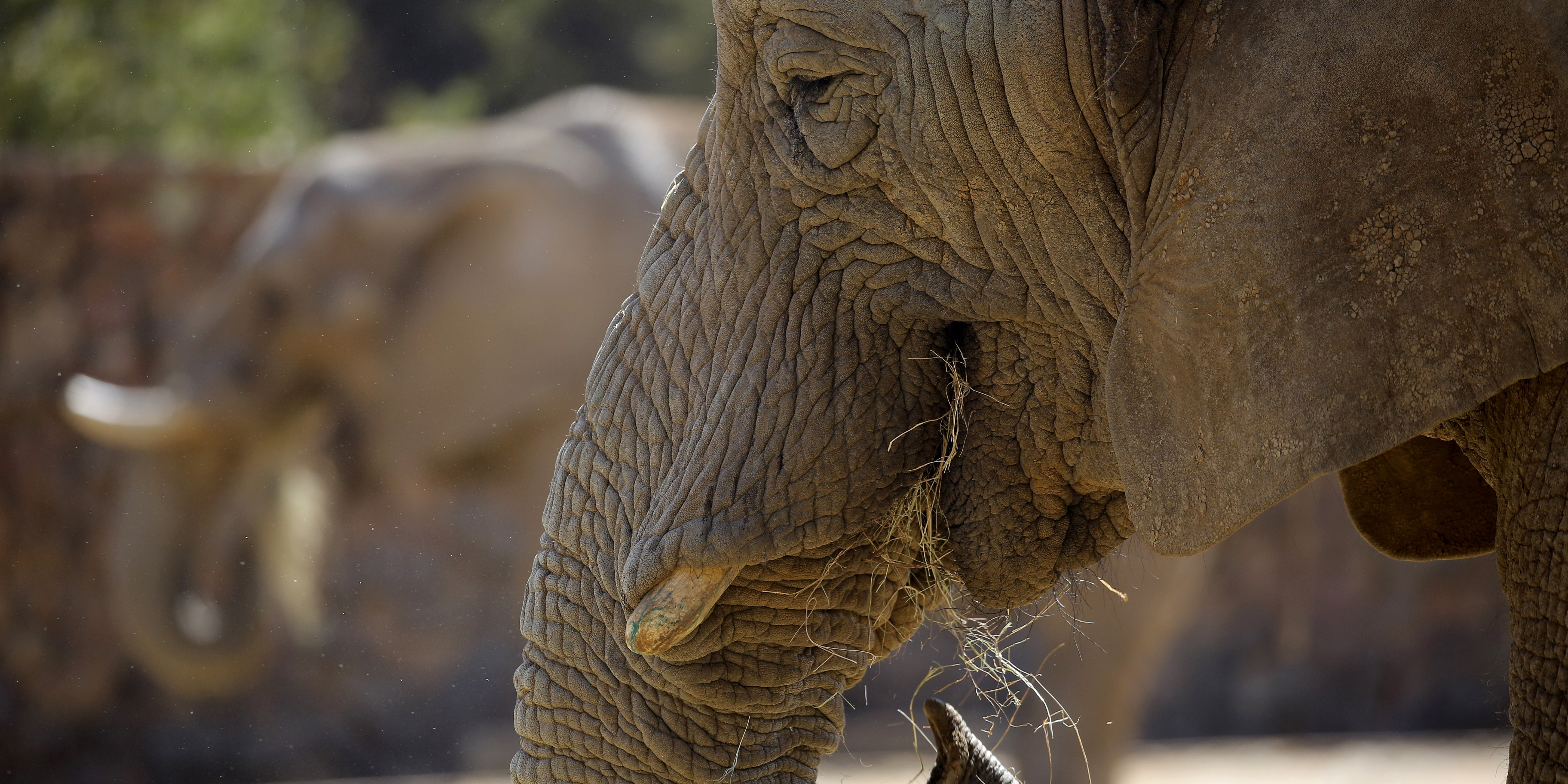 Animals at Joburg Zoo in Johannesburg