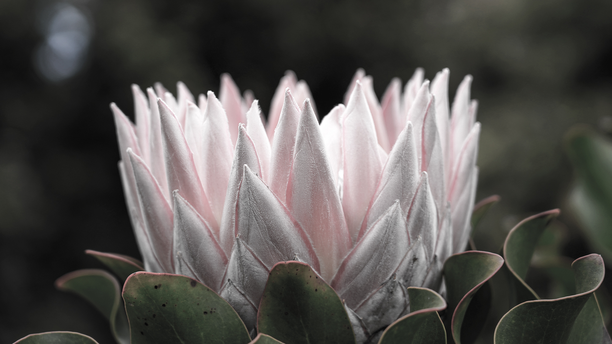 Some green economic shoots in April, but don’t expect Q2 to blossom as confidence remains low