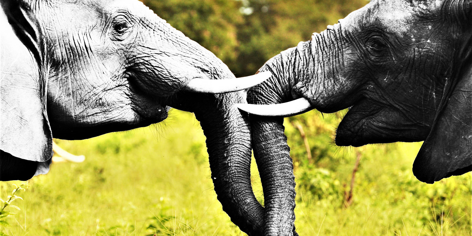 A solution to the ivory trade conundrum: Buy it and burn it