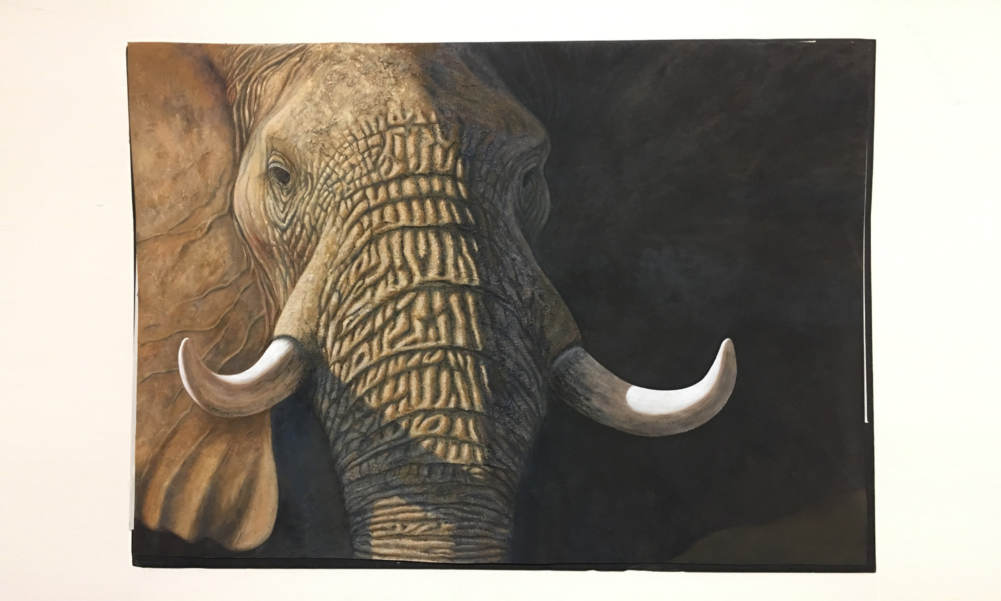 Sunken ivory trove highlights historic decimation of forest elephants