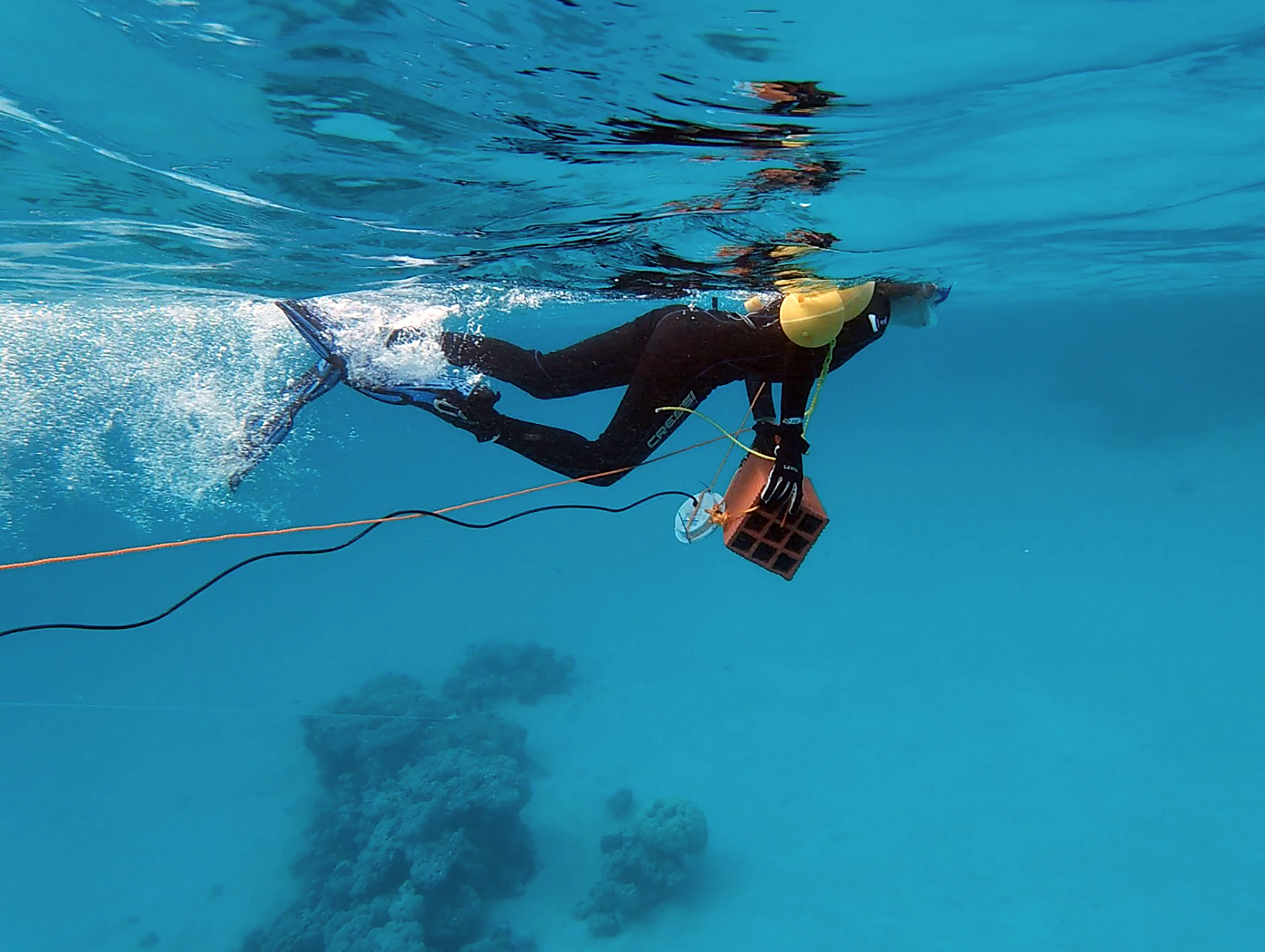 There’s so much noise that sea creatures can’t hear themselves think