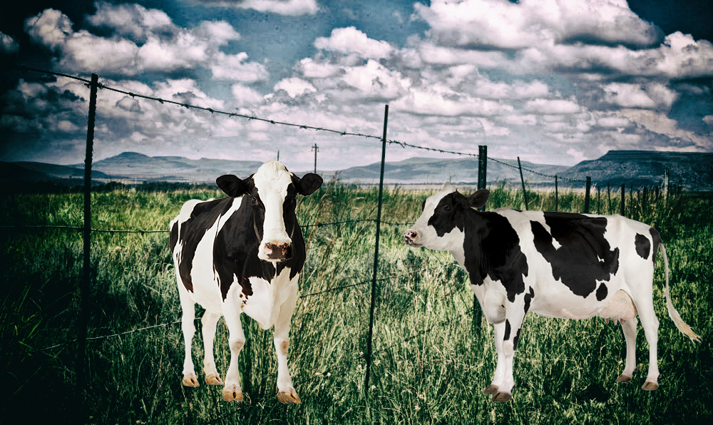 Ex-Free State finance official details push for 'irregular' R30m Estina Dairy payment before any was work done