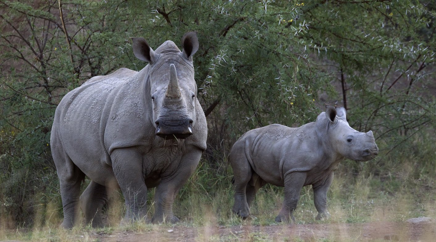 Scientists create embryos, hope to save near-extinct rhino