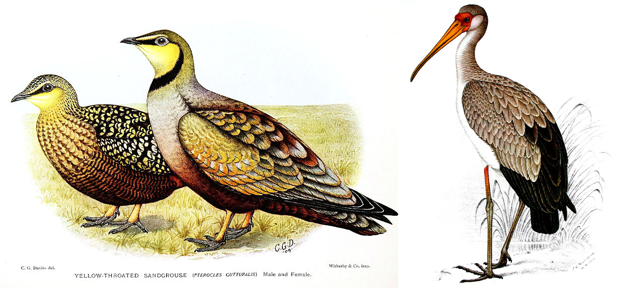 Featuredimagesflinchdavies