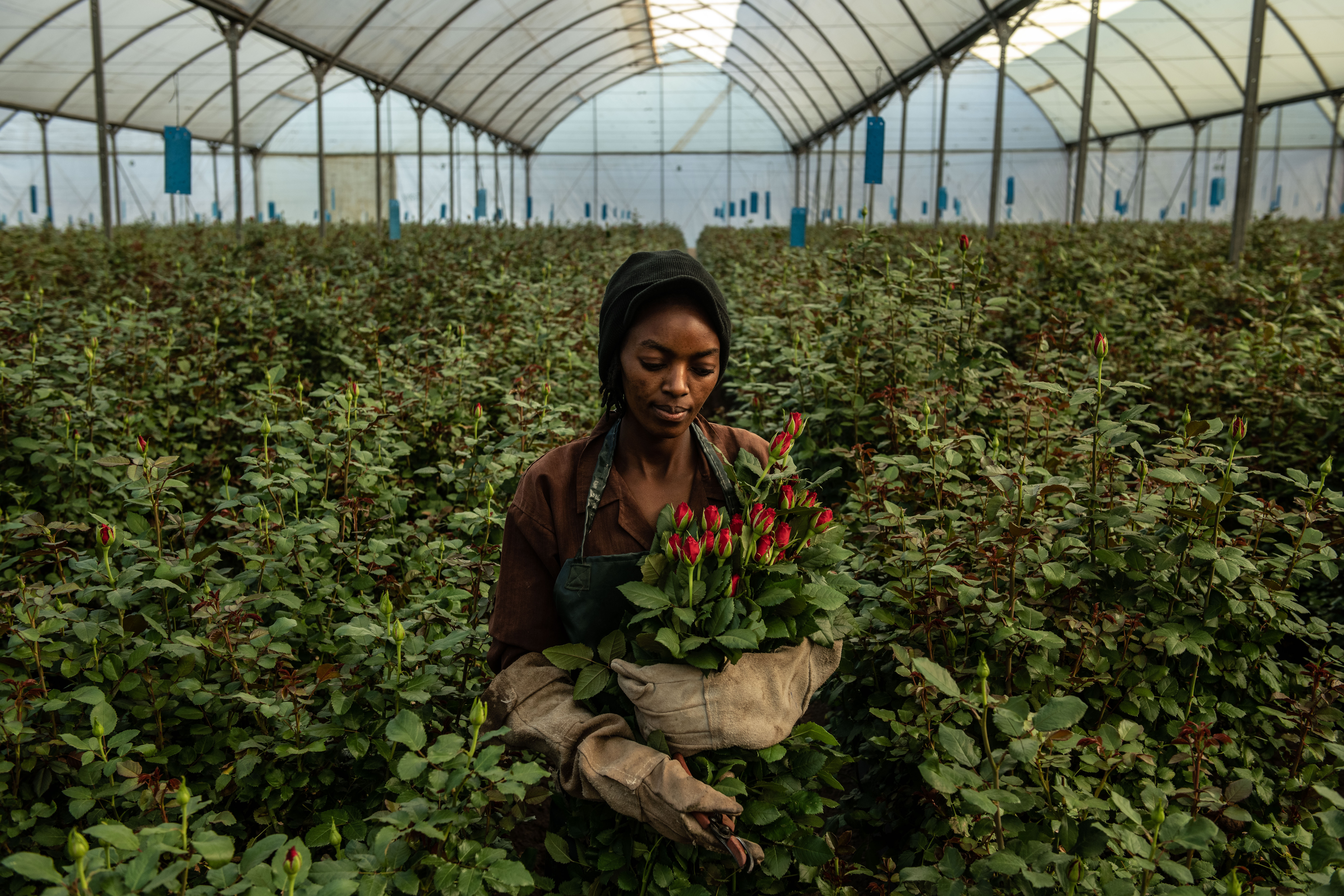 Flower Farming In Kenya, World’s Fourth-Largest Cut-Flower Exporter