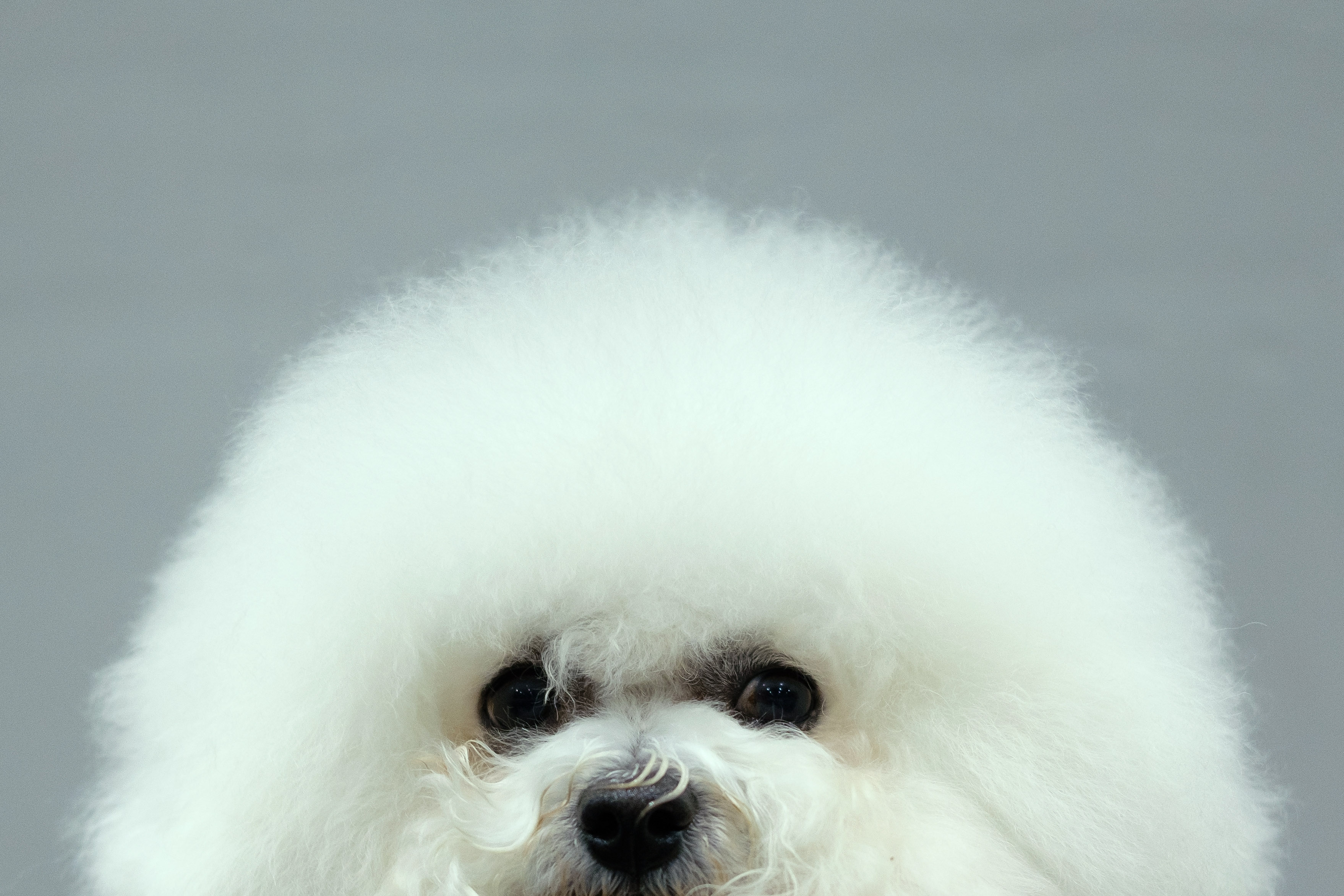 Puppy love: The many lives of pets and their human owners