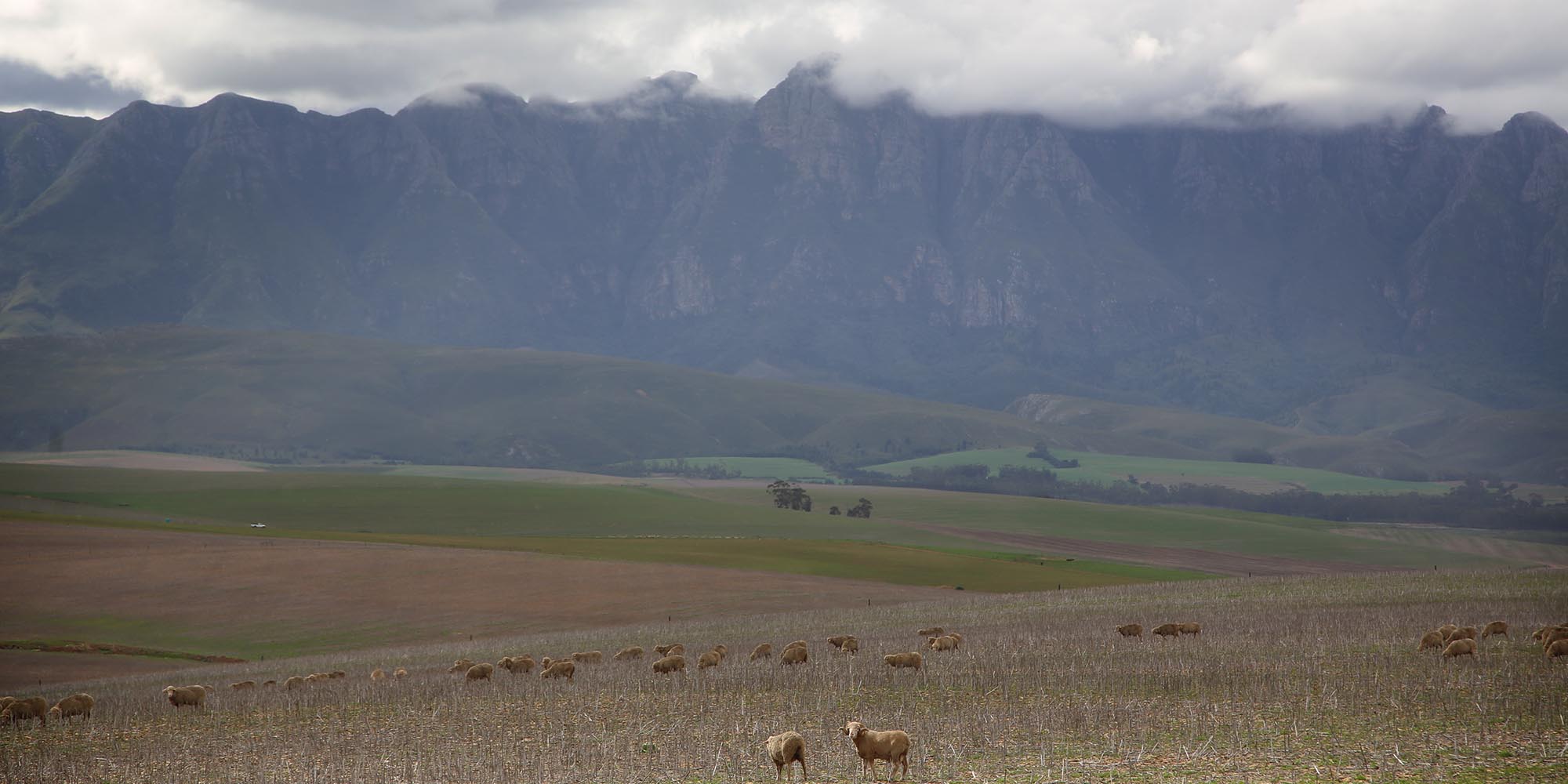 Big agro-business still dominates farming while small producers wilt on the vine