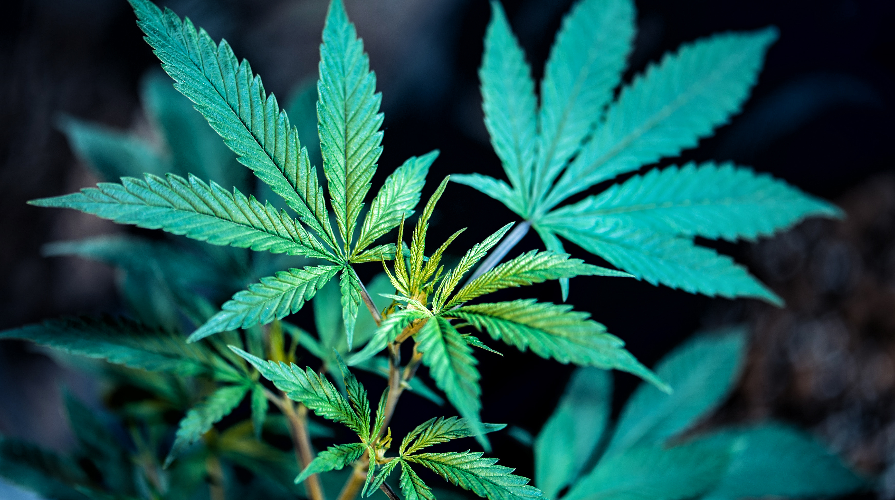 Loaded For Bear: Cannabis prohibition was Calvinistic, classist and racist, so good riddance