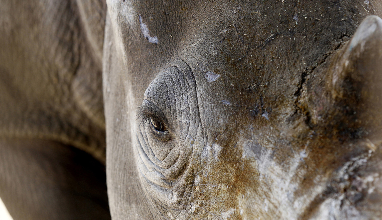 Rhino horns online auction: A solution to some, a disaster to many