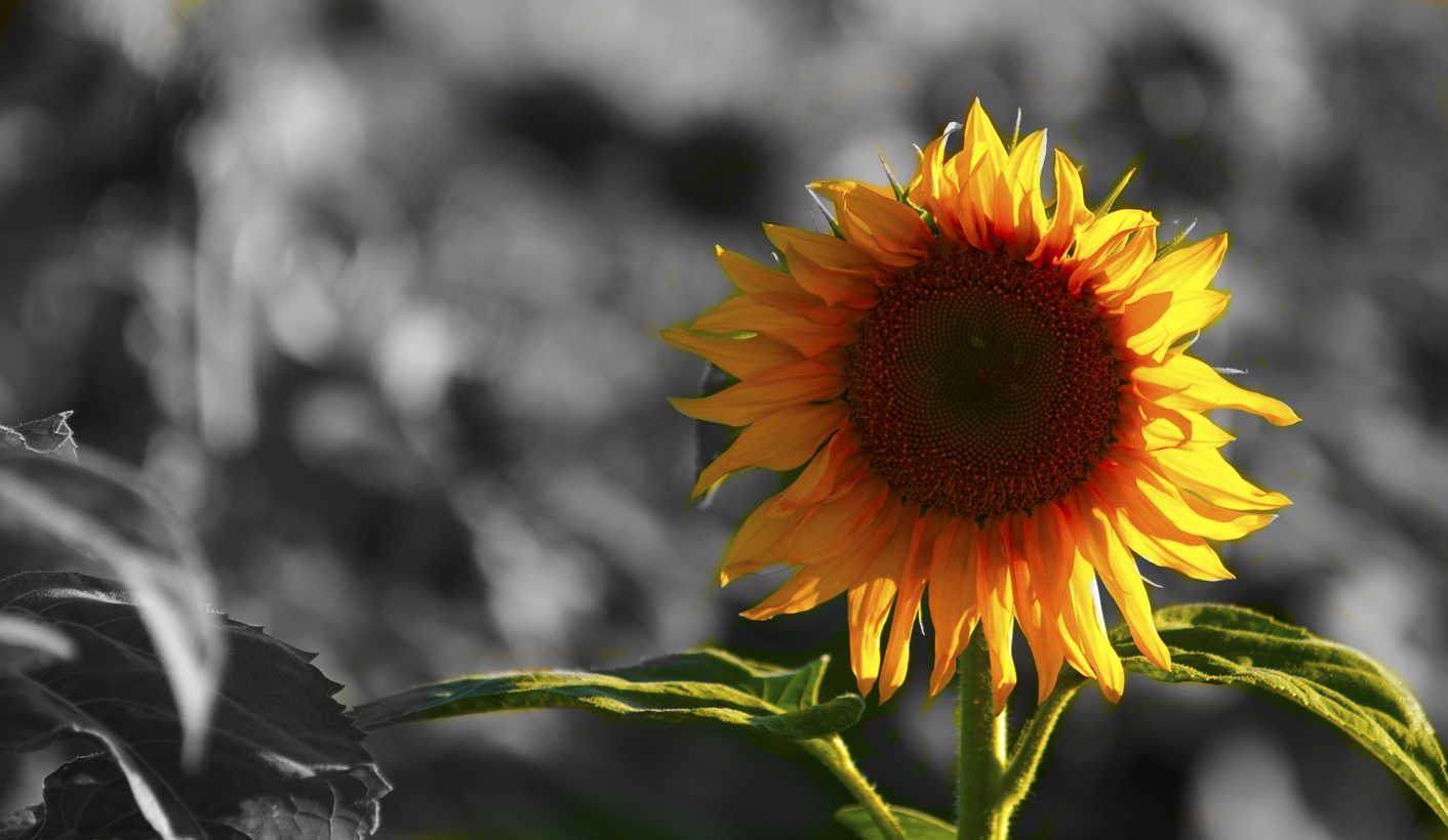 It’s Complicated: The land issue according to the ANC Nasrec conference