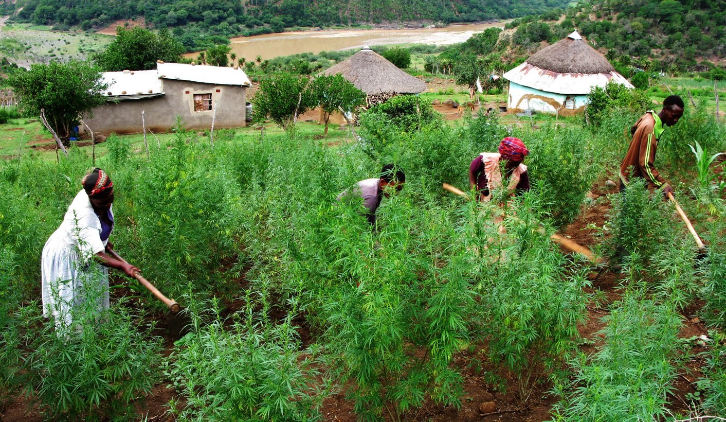 GroundUp: Dagga spraying, police ‘expert’ accused of bad science