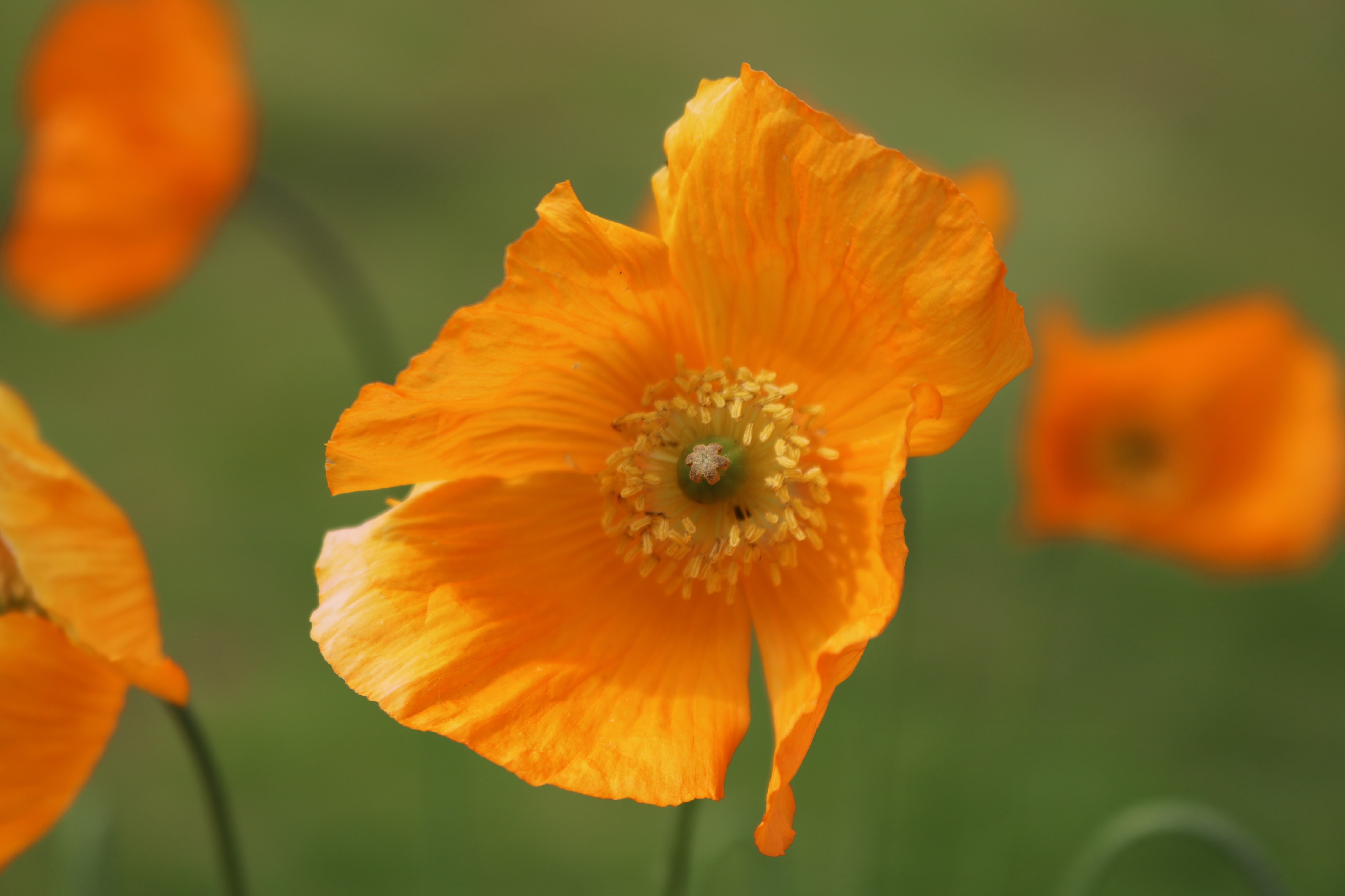 Autumn, ‘season of mists and mellow fruitfulness’