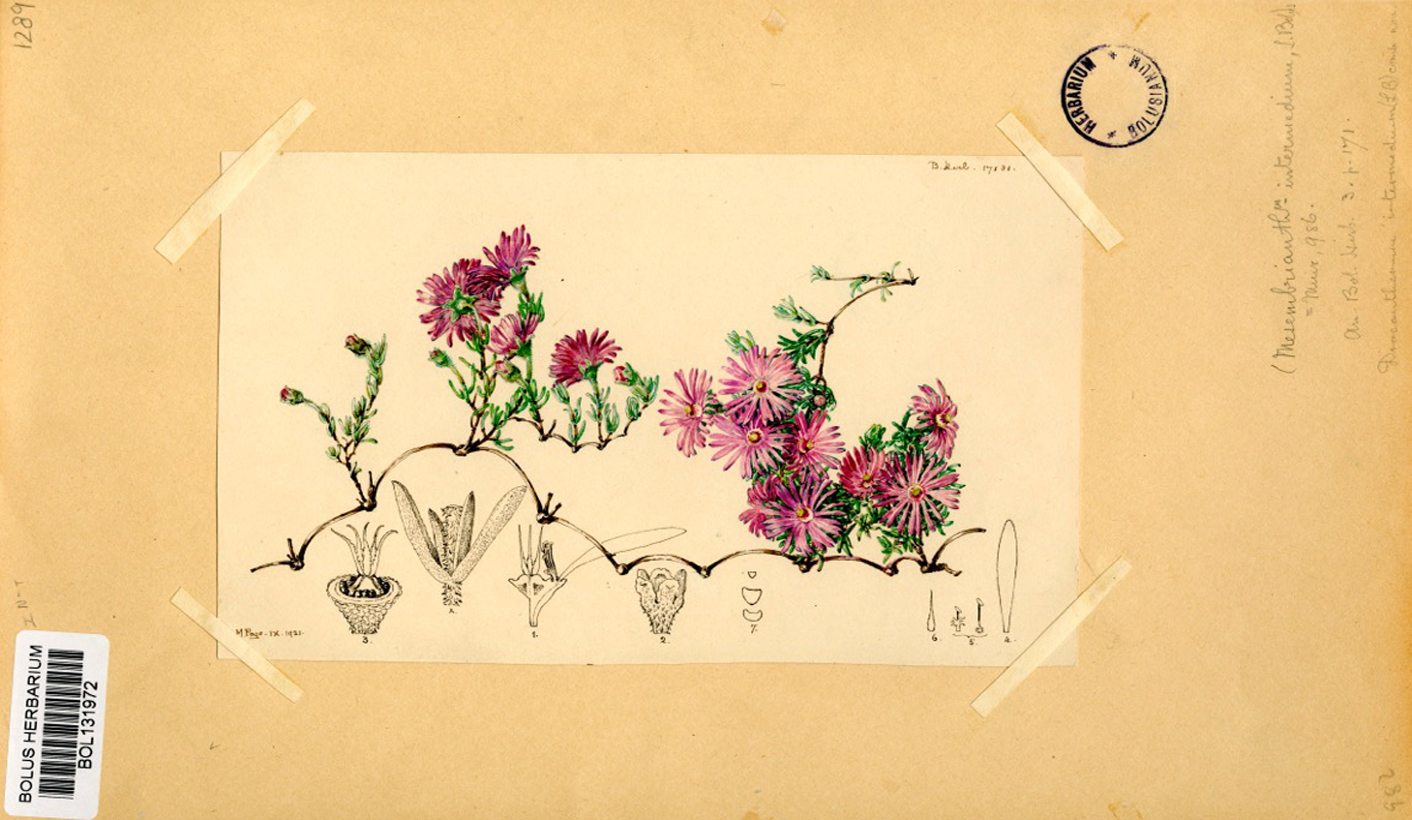 Sharing knowledge: UCT's Humanitec Digital Showcase makes rare physical objects available