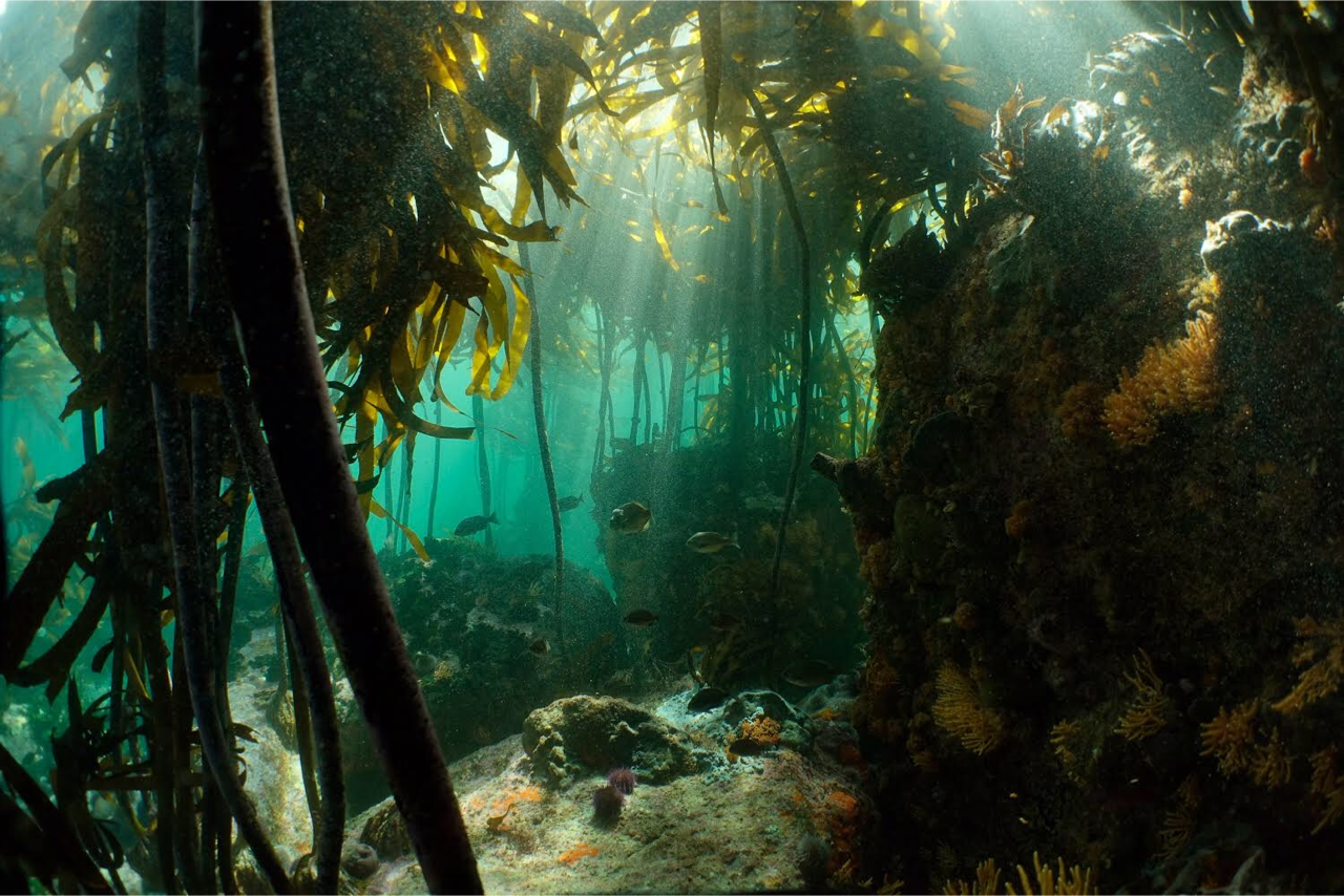 Abandoned by Great White Sharks, Cape Town Is Now Short of Whales, Too