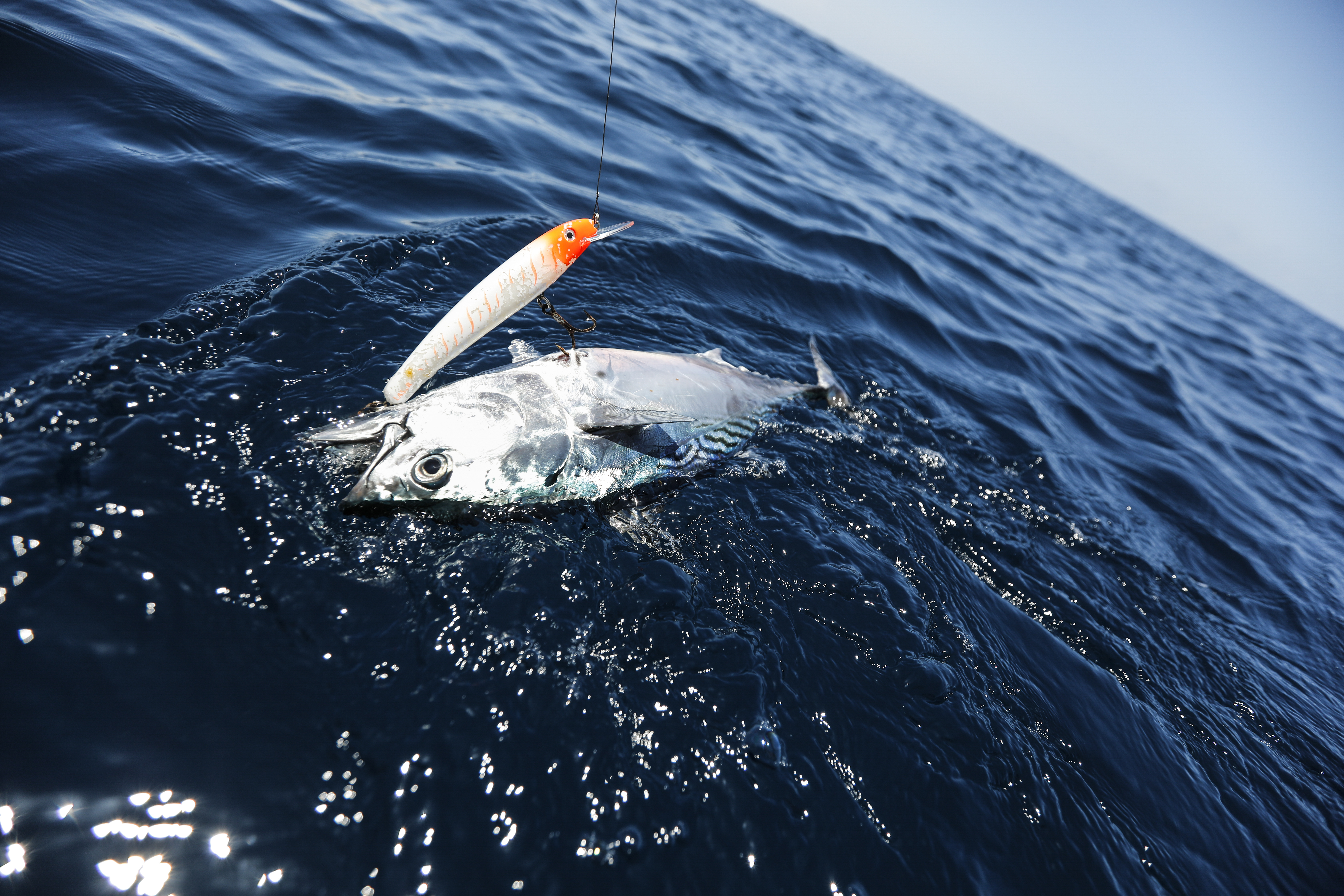 Africa must invest in the new ‘high seas’ treaty