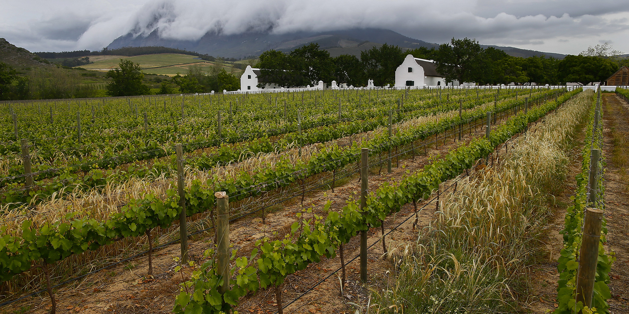 From exuberance to distress – South African wine farmers in the red despite consumption boom