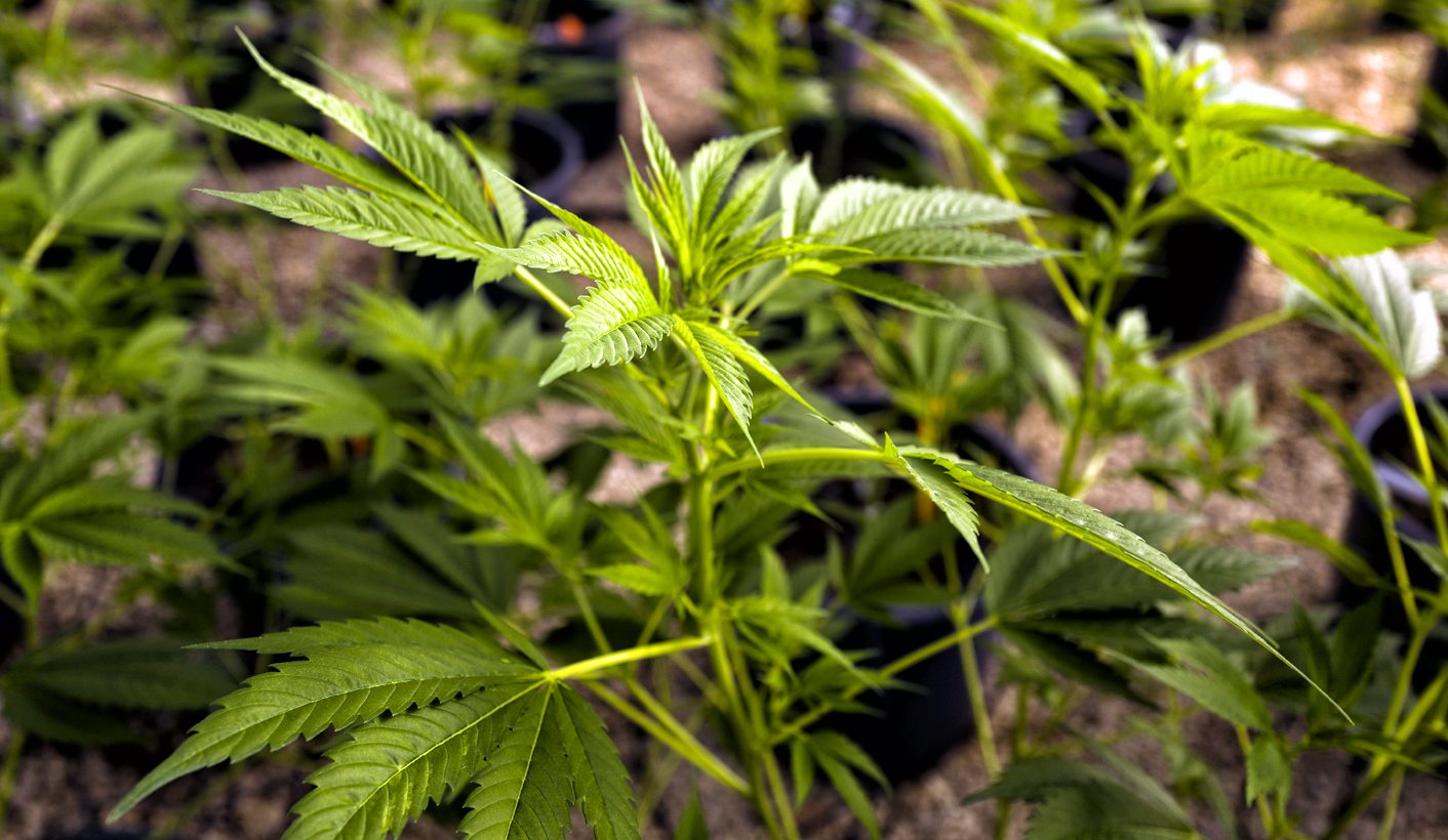 The Cannabis Chronicles: To infinity (= legalisation) and beyond