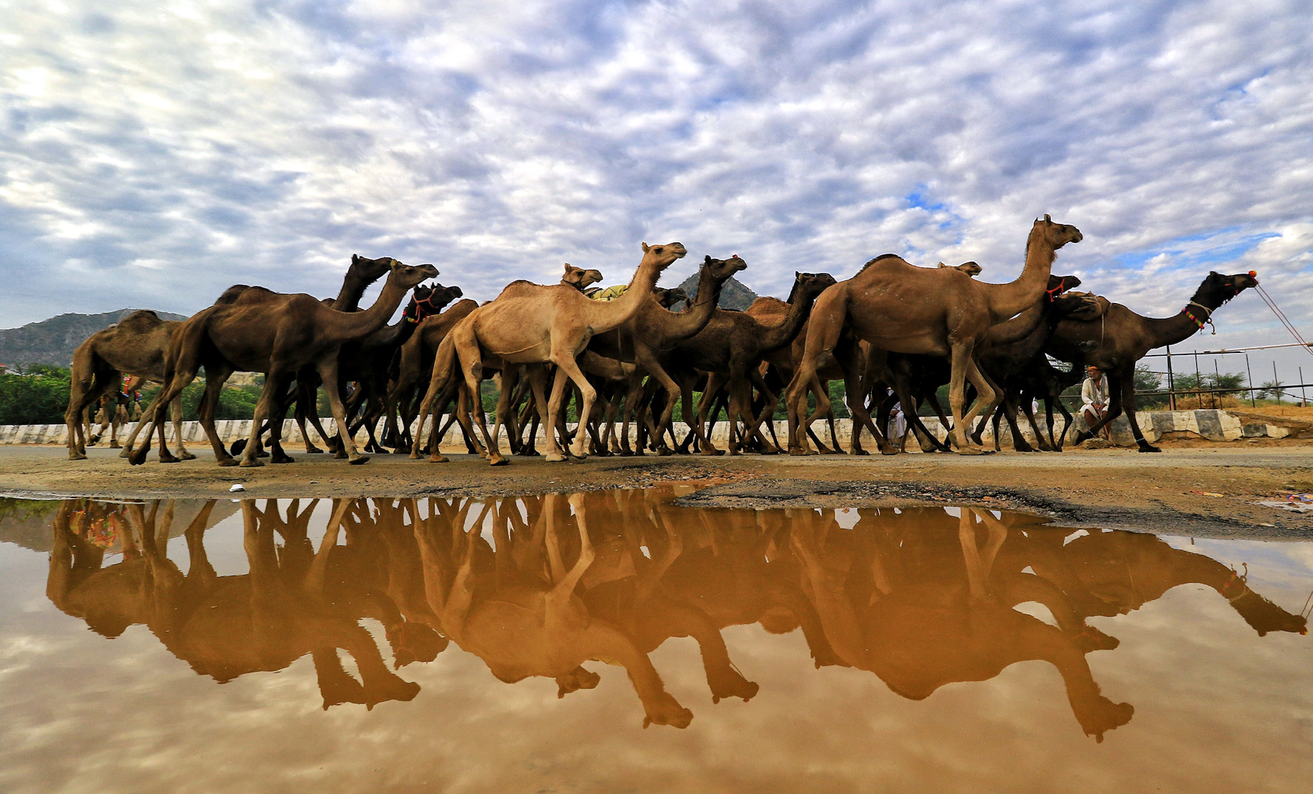 Redefining the right of the NSPCA to prosecute for cruelty