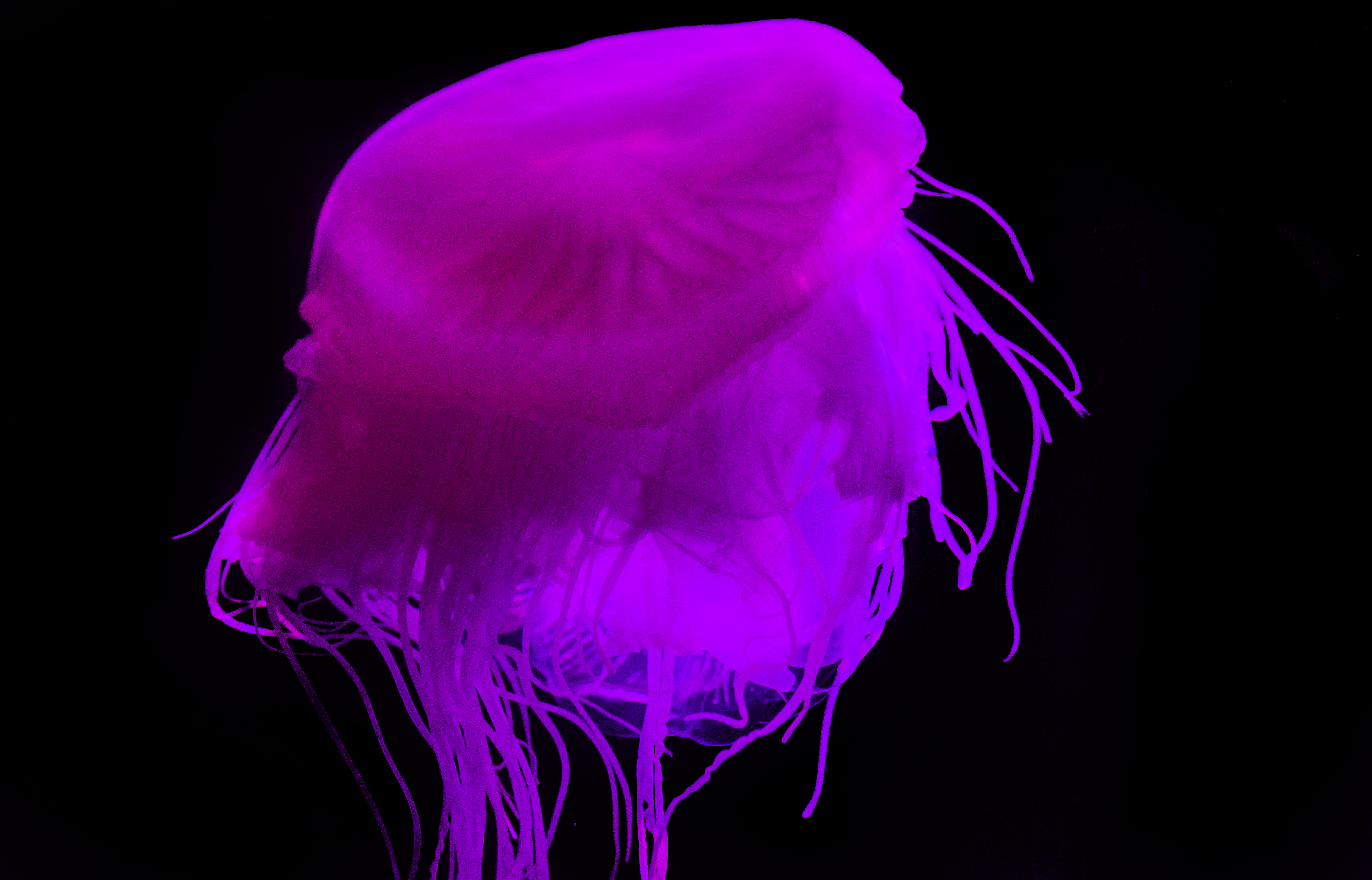 Rare Pink Meanie jellyfish discovered in South Africa