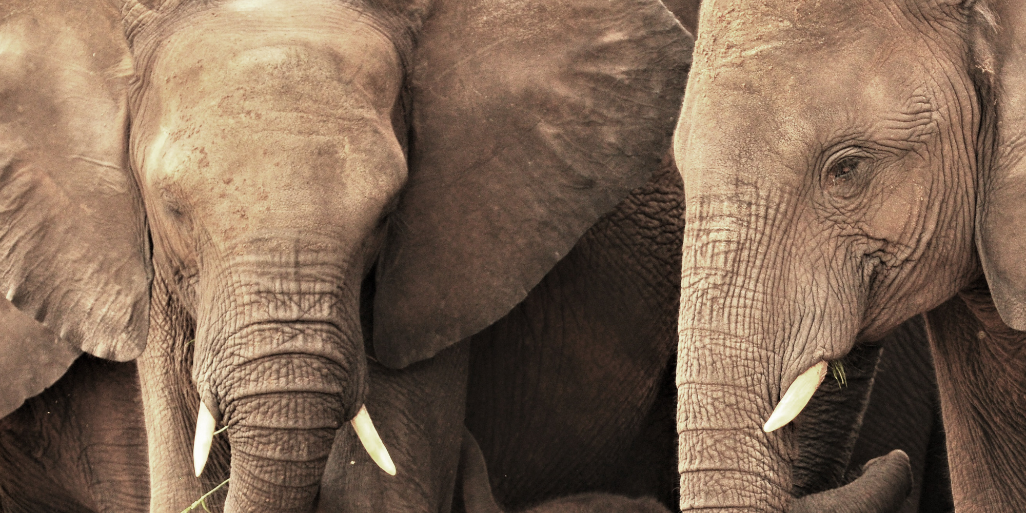 Letter-Hogh-ElephantsTW