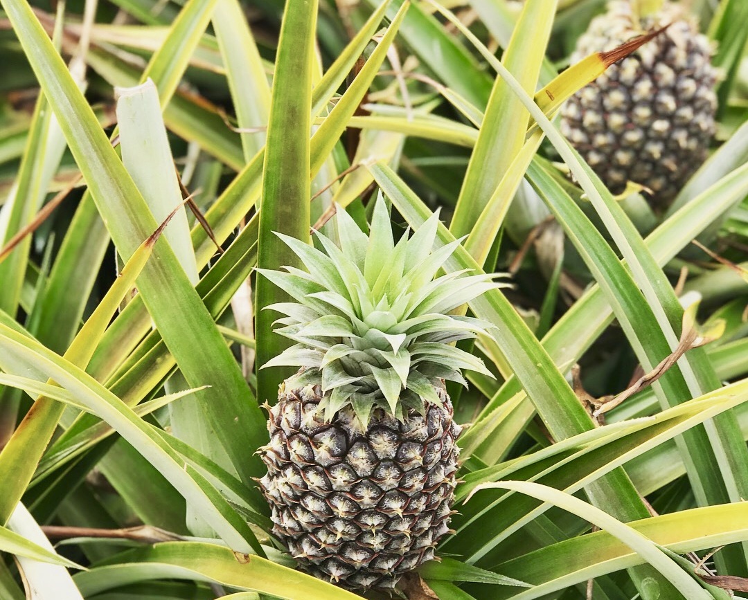 If you like Piña coladas and learning to love your people