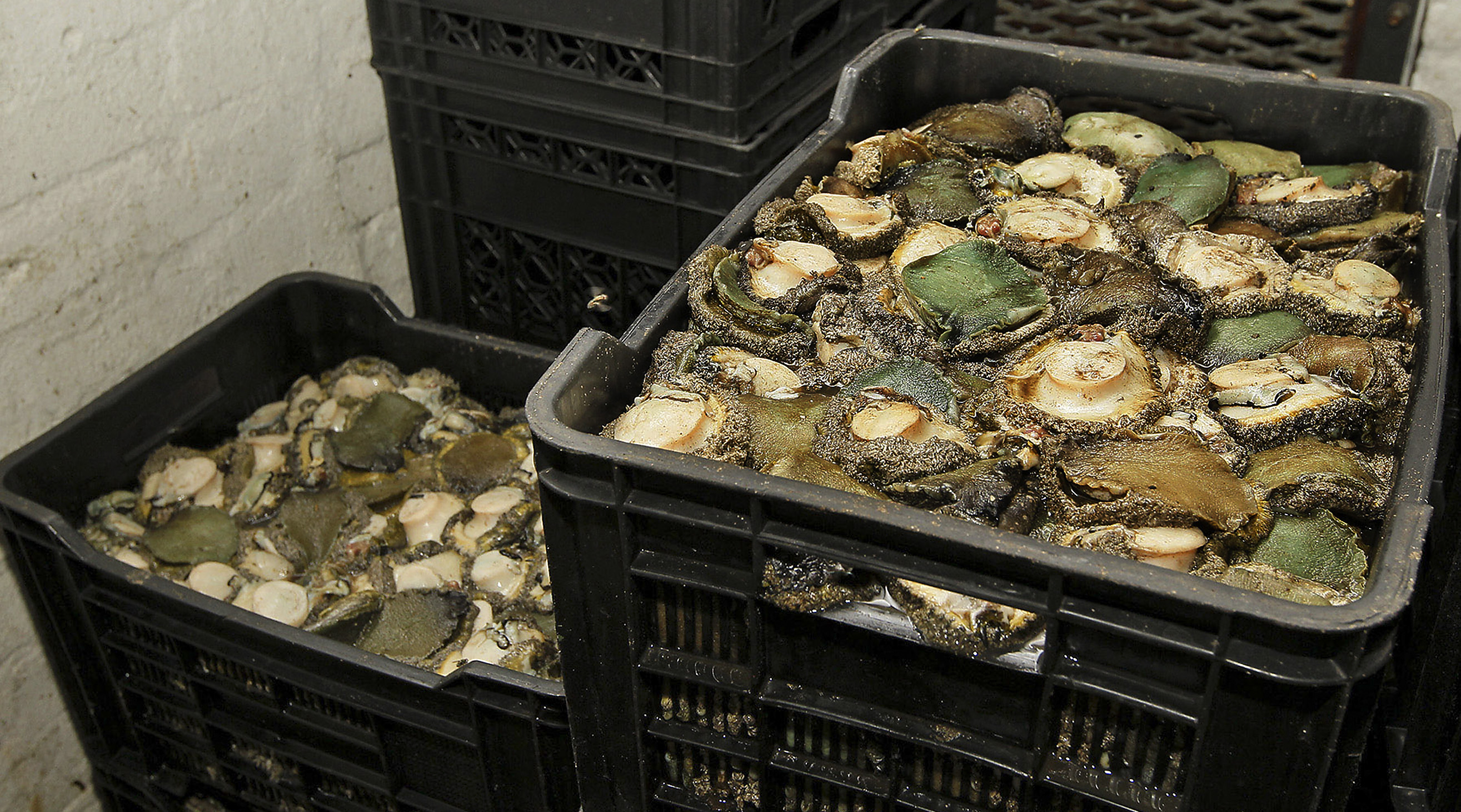 Abalone kingpin’s 18-year sentence welcomed by state