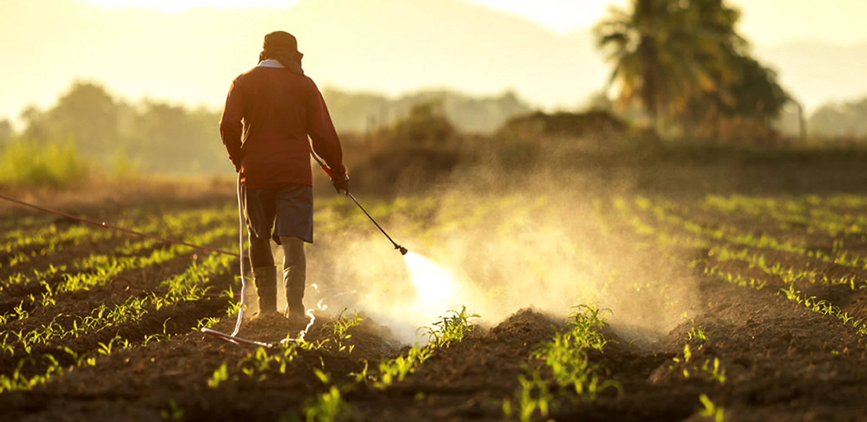Poison on a plate: Outdated agrichemical legislation means your avocado-topped pizza could be hazardous to your health
