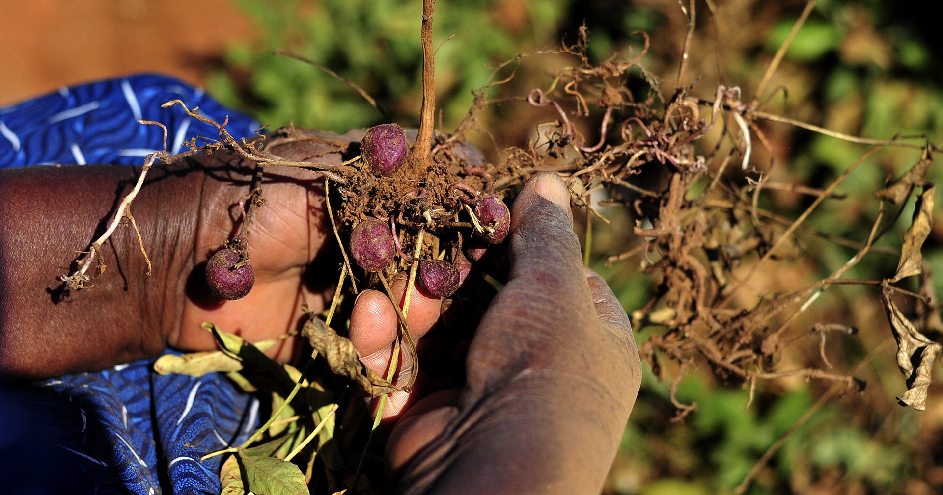 Village farmers count the costs after La Niña rains wreak havoc