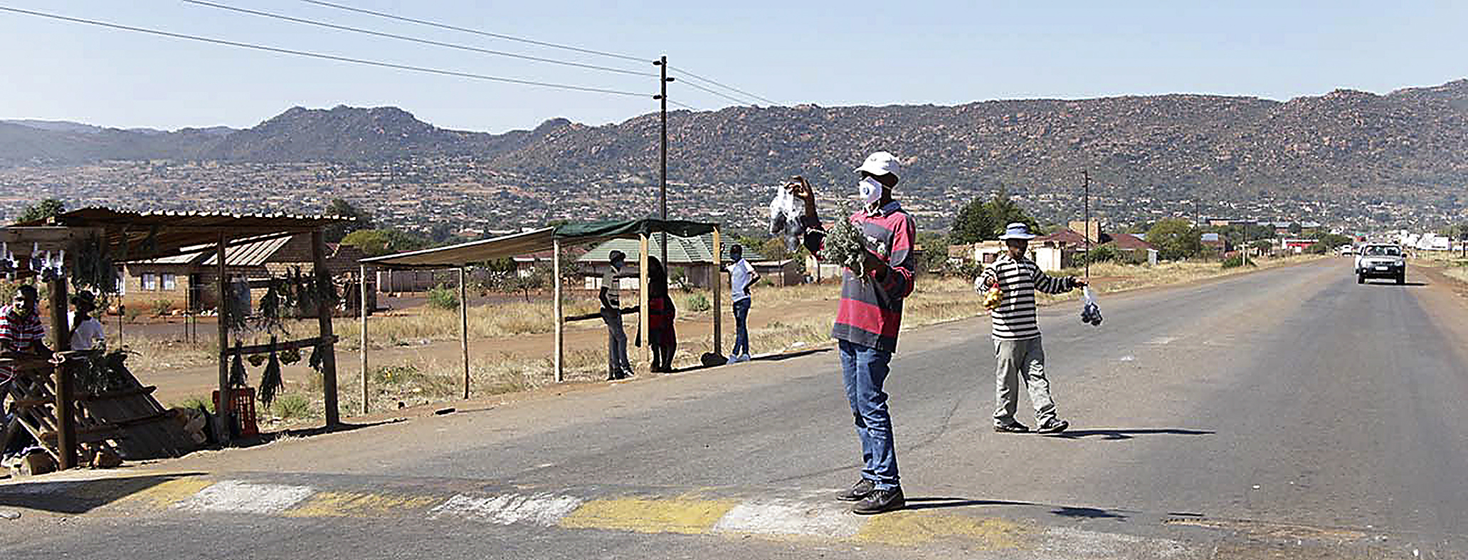 Scramble for lengana herb shakes Limpopo villages 