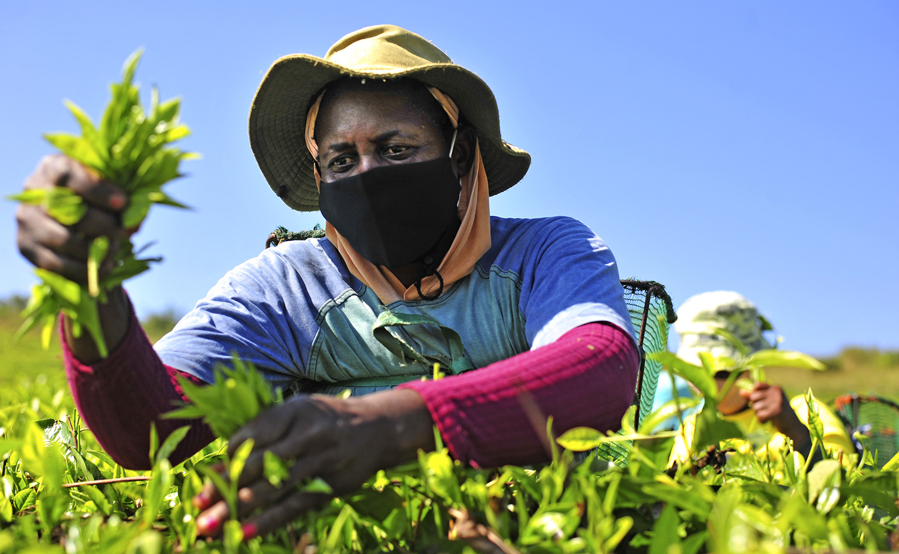 Moves to sweeten Mukumbani Tea Estate