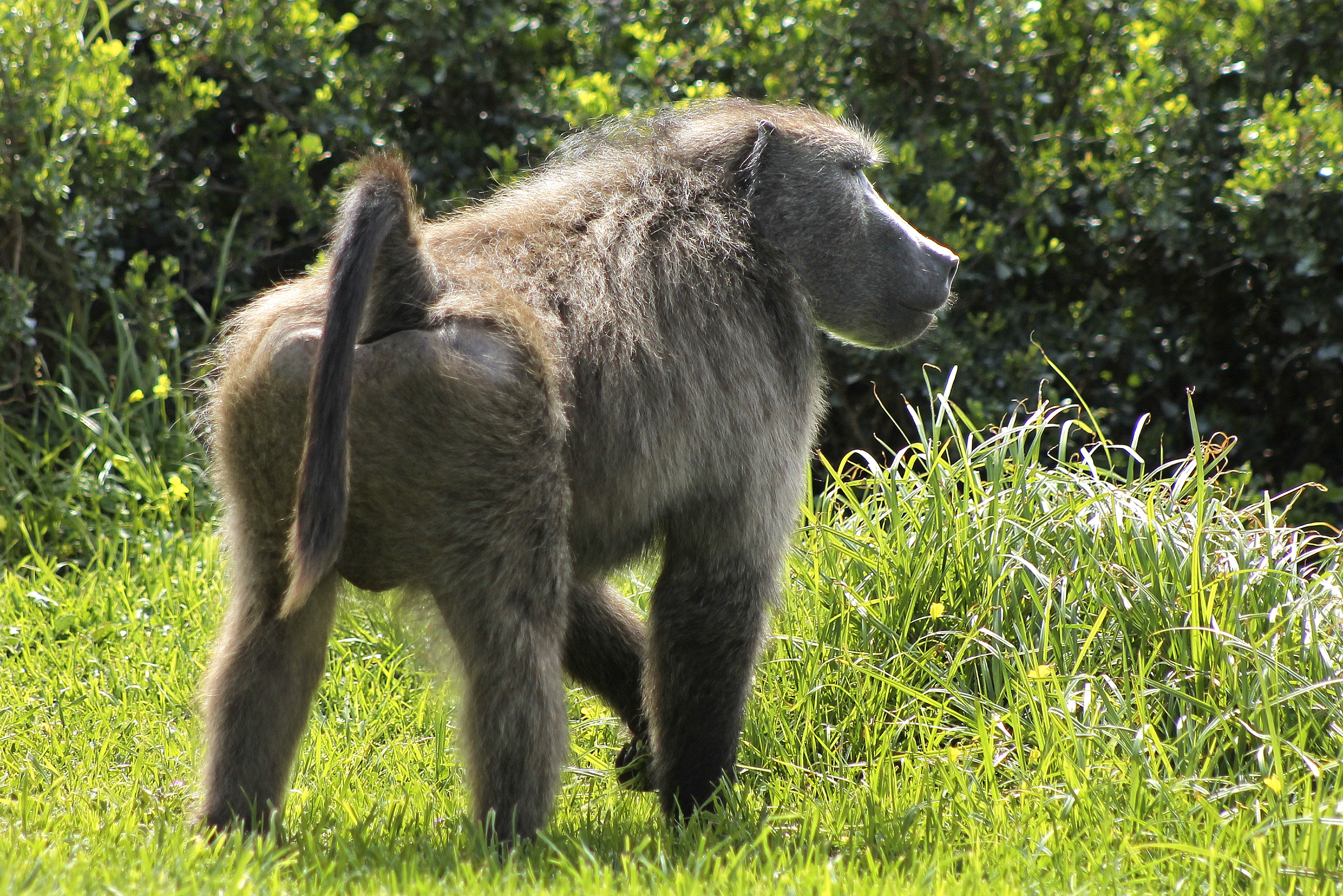 Monkey business at play in quarrel over death of Philemon and baboon culling