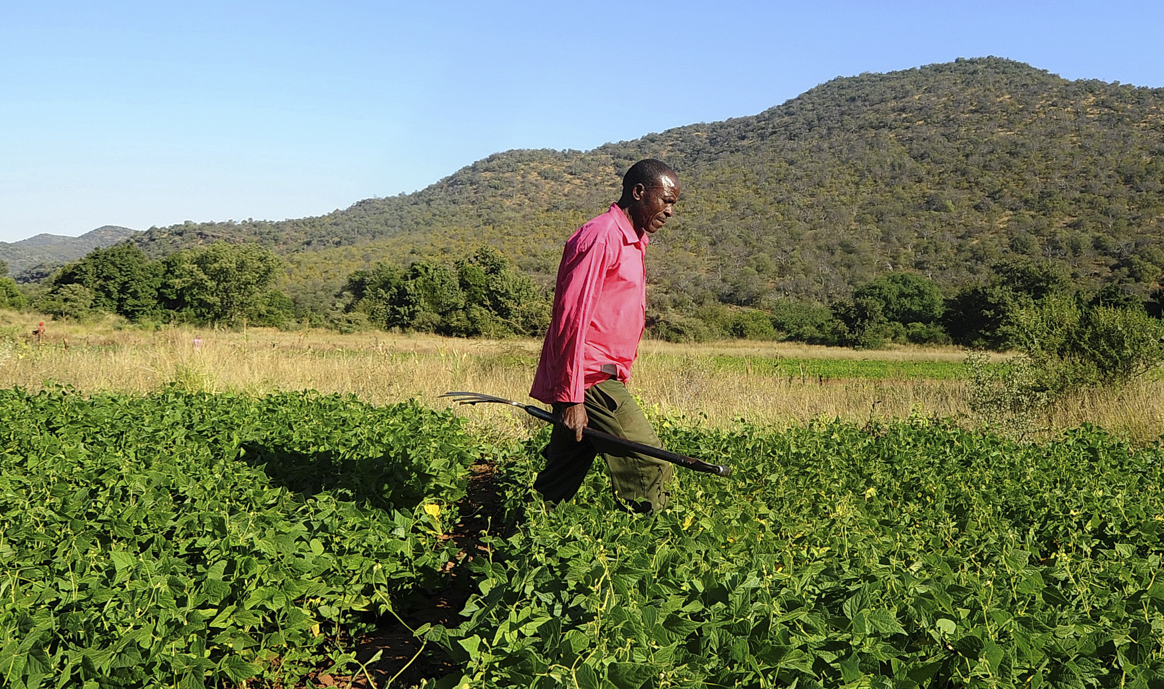 Farmers keep faith in potatoes as Covid-19 lockdown continues