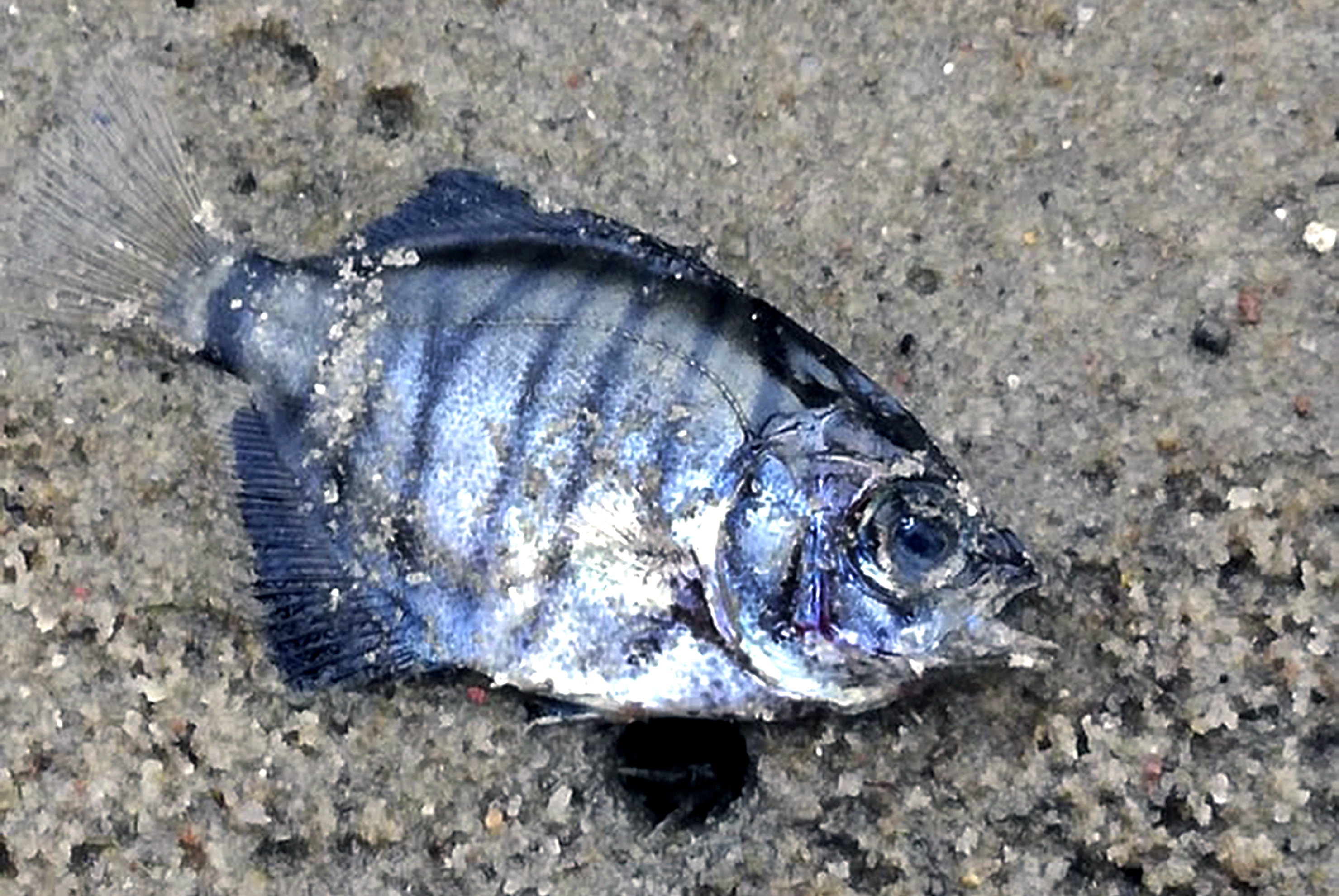 Nelson Mandela Bay blames communities as ongoing sewage spills trigger killer algae resurgence in Swartkops River