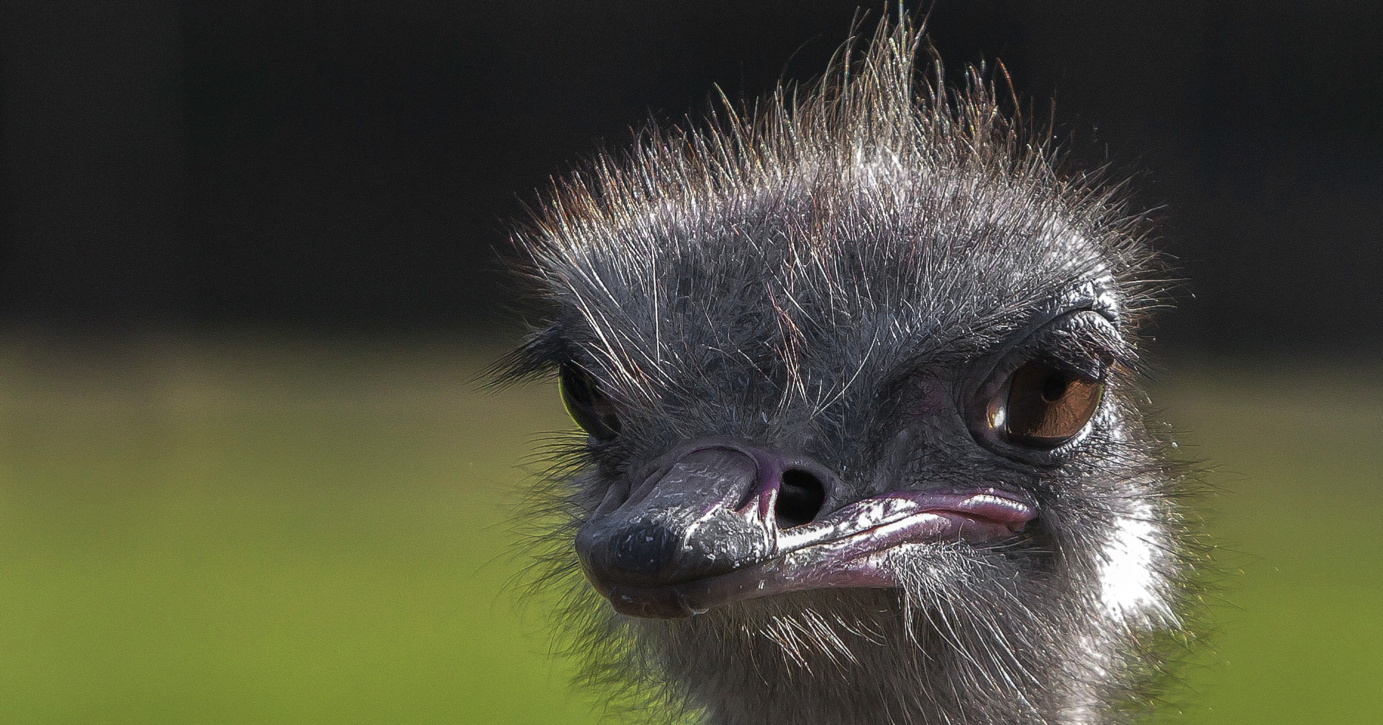 Karoo ostrich farmers and workers fear avian flu outbreak after Gauteng cases