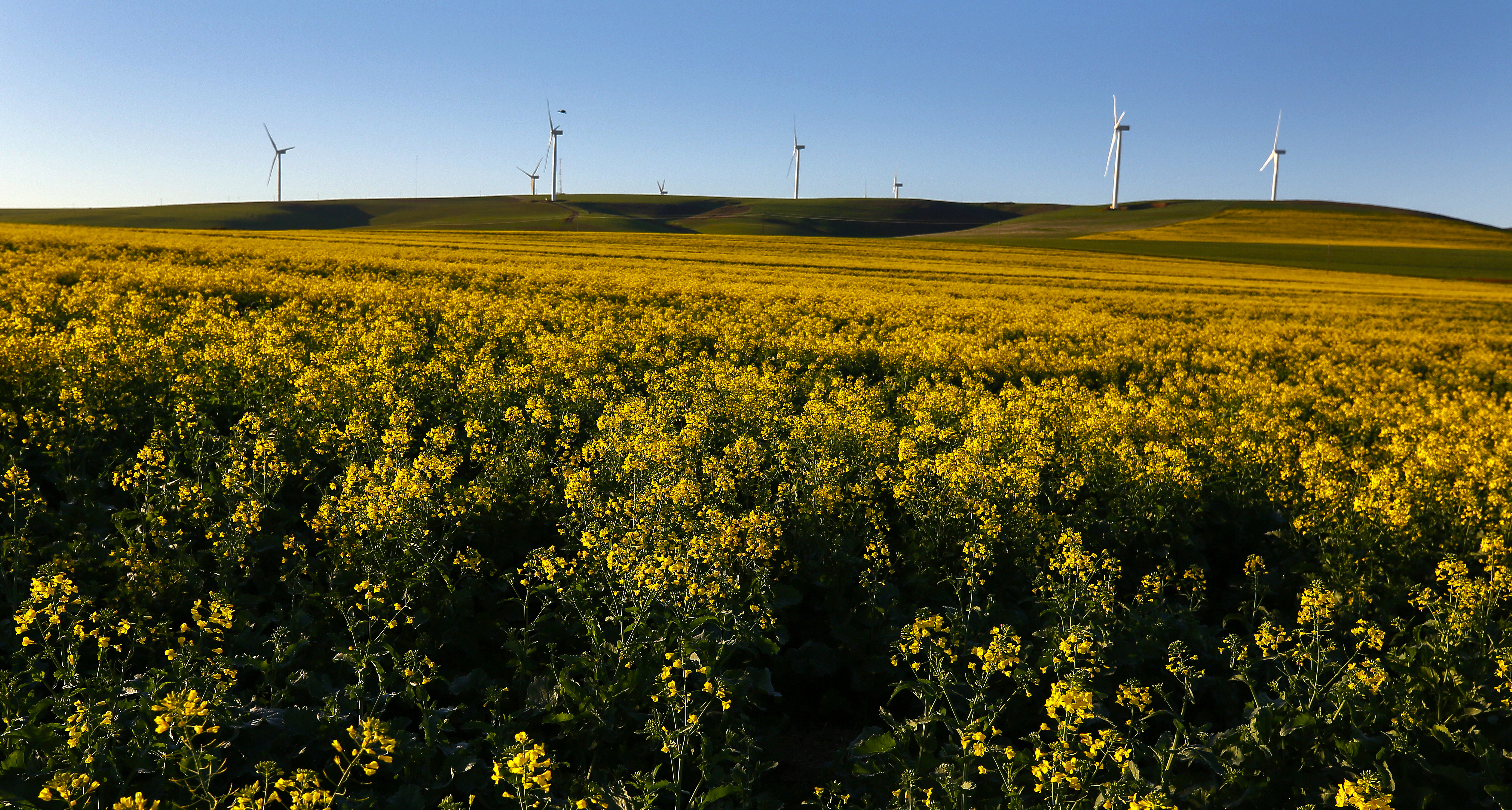 Land issue, the ANC’s Brexit moment