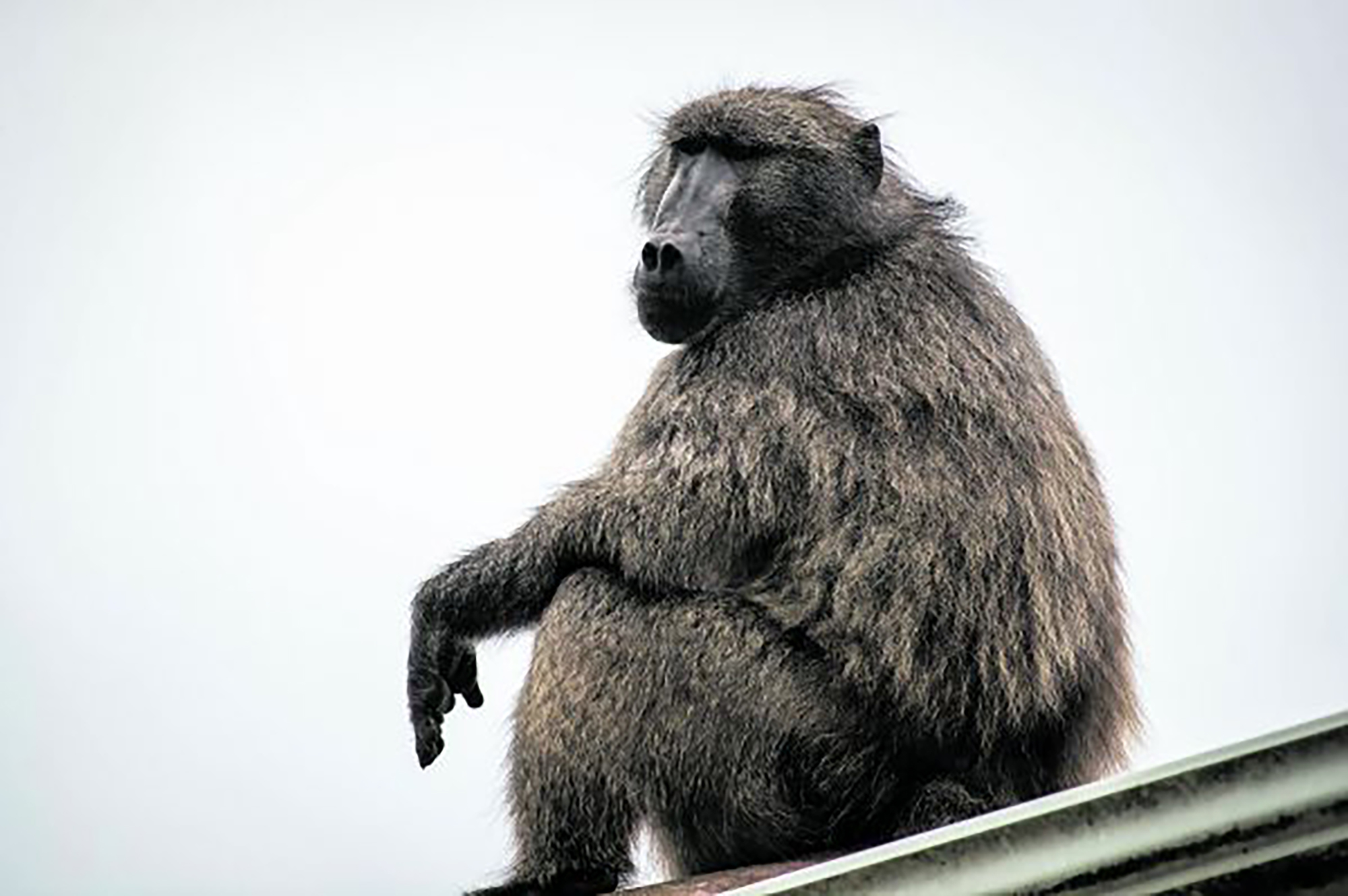 Kataza: ‘Why are you in my home, pesky human?’