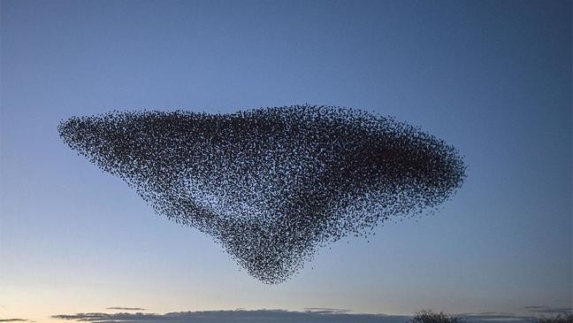 On ‘gatherations’: a caravan of camels and a hug of teddy bears