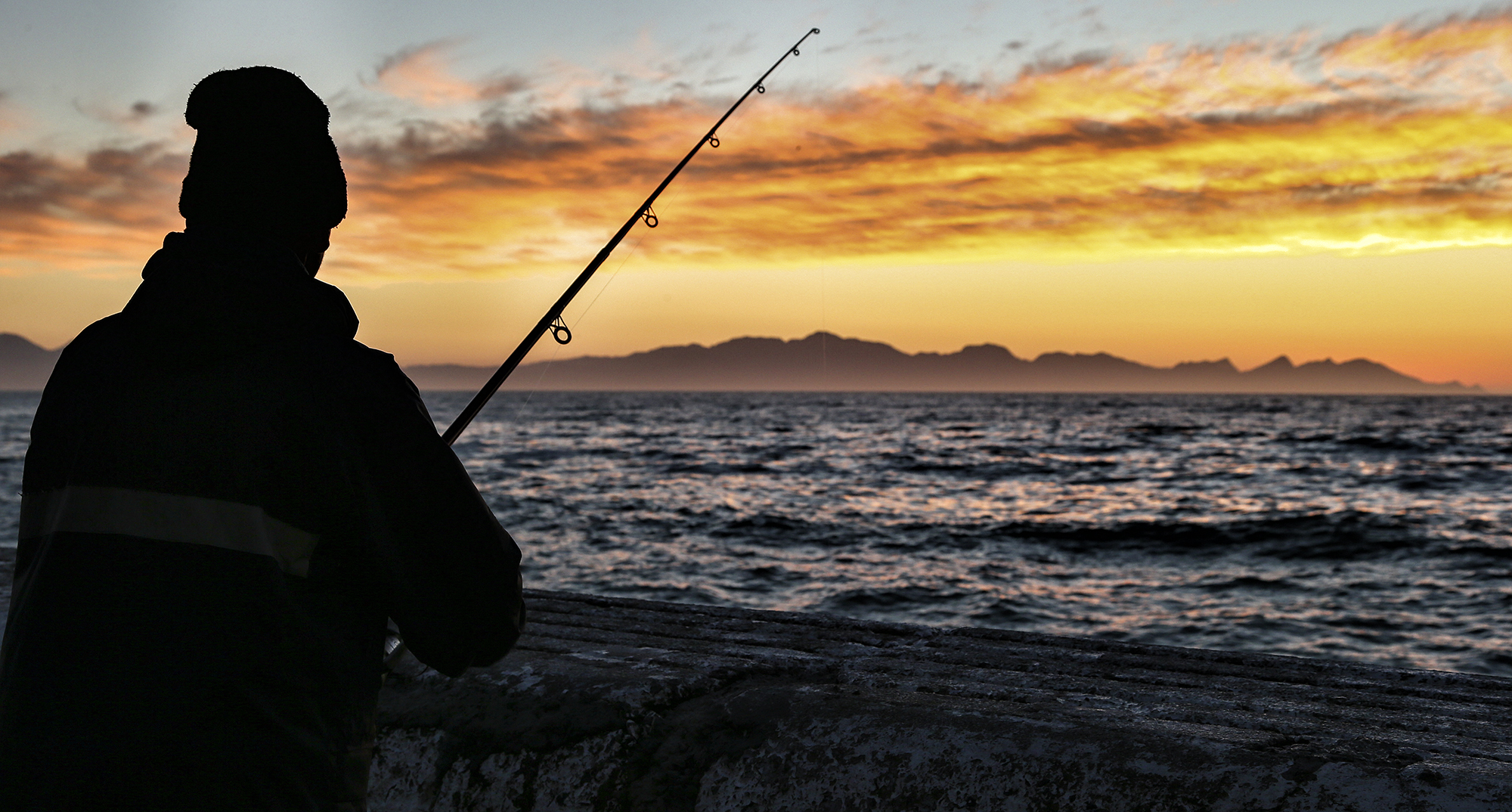 Where have all the Great White Sharks gone?