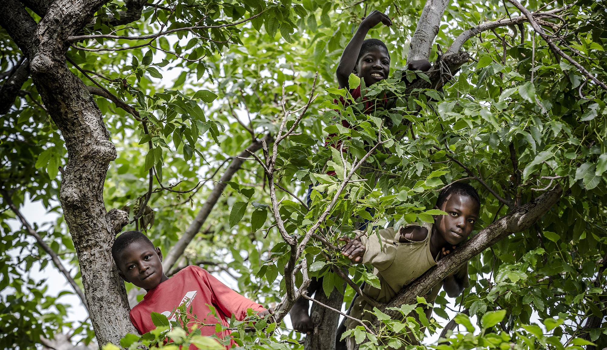 Covid-19 impacts risk exacerbating child labour in agriculture
