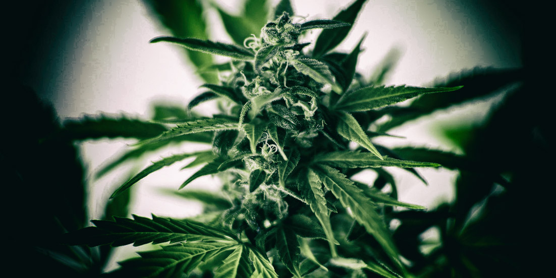 Sweet Mary Jane: The plant that flummoxed and fascinated lawmakers