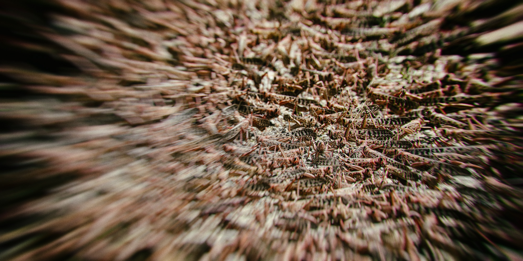 Science may not be enough to prevent the desert locust plague in East Africa