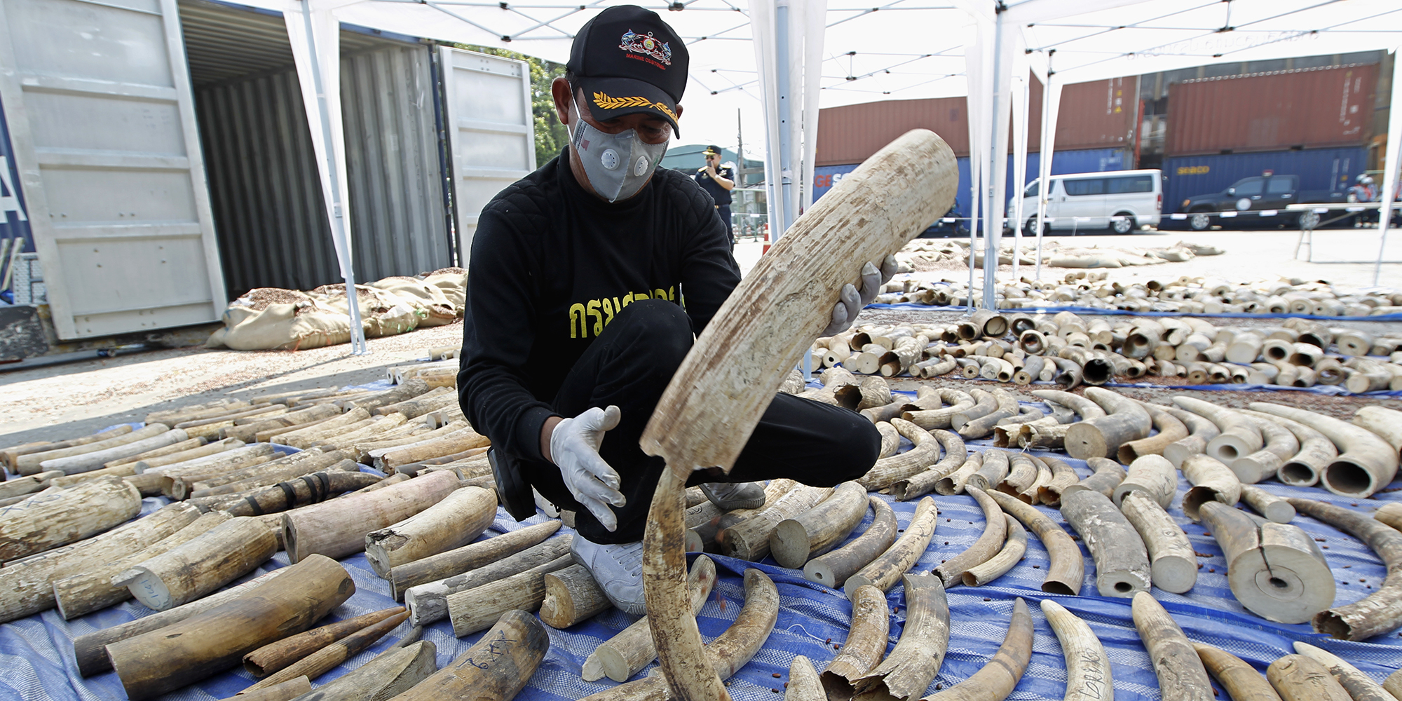 Wildlife trade – legal and illegal – is the biggest threat to global biodiversity conservation