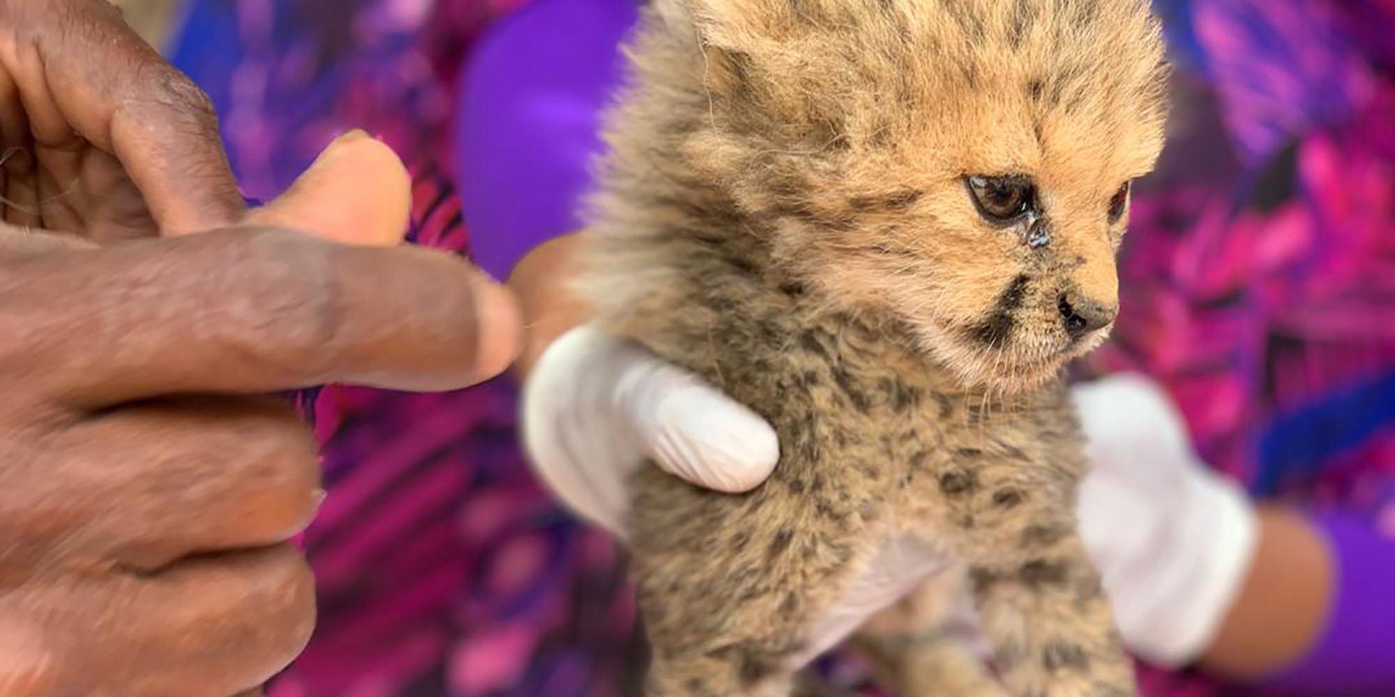 Somaliland: East Africa’s largest conduit for illicit cheetah trafficking to the Gulf