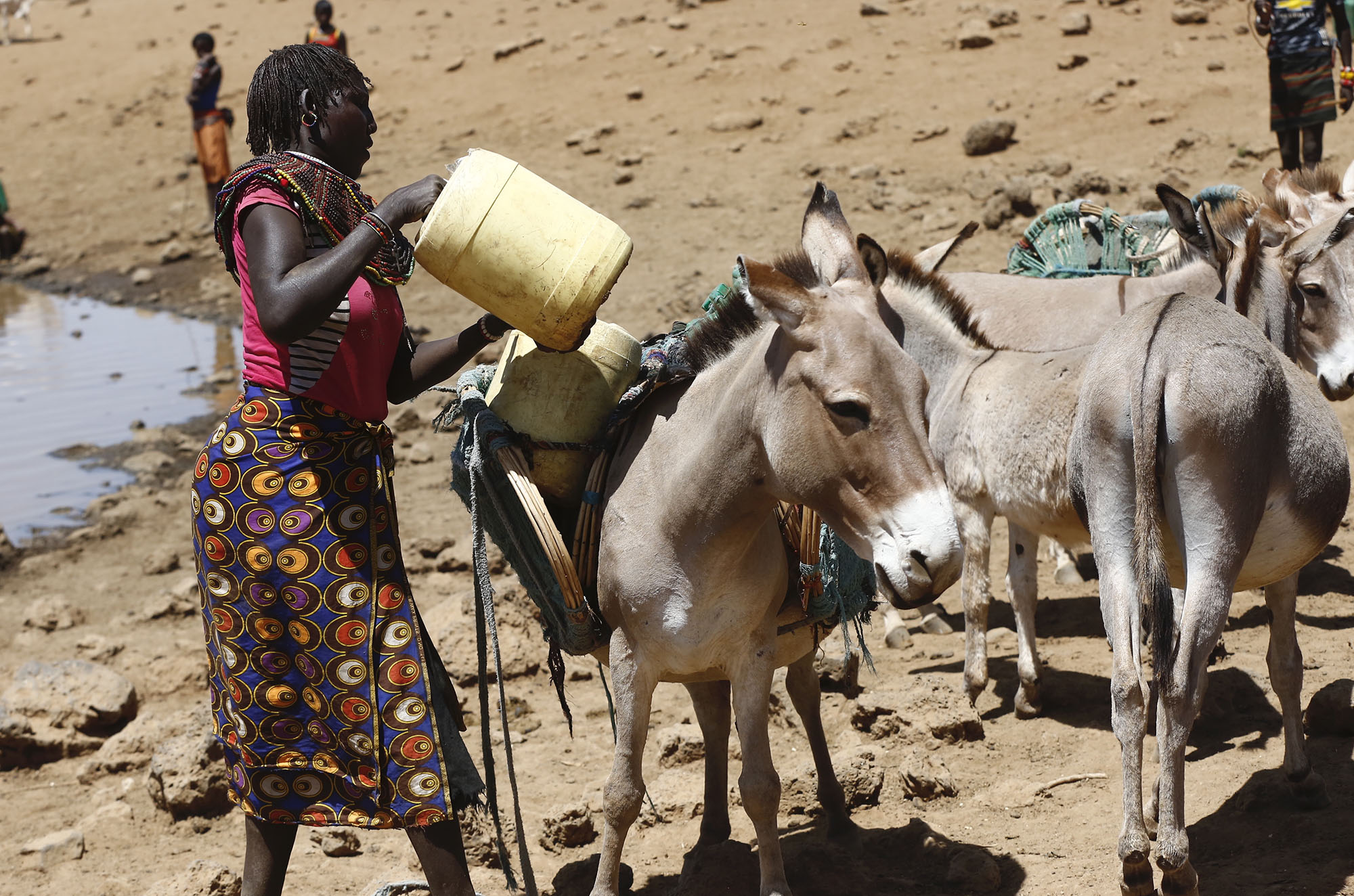 Kenya’s recent ban on the export of donkey skins to China faces legal challenges