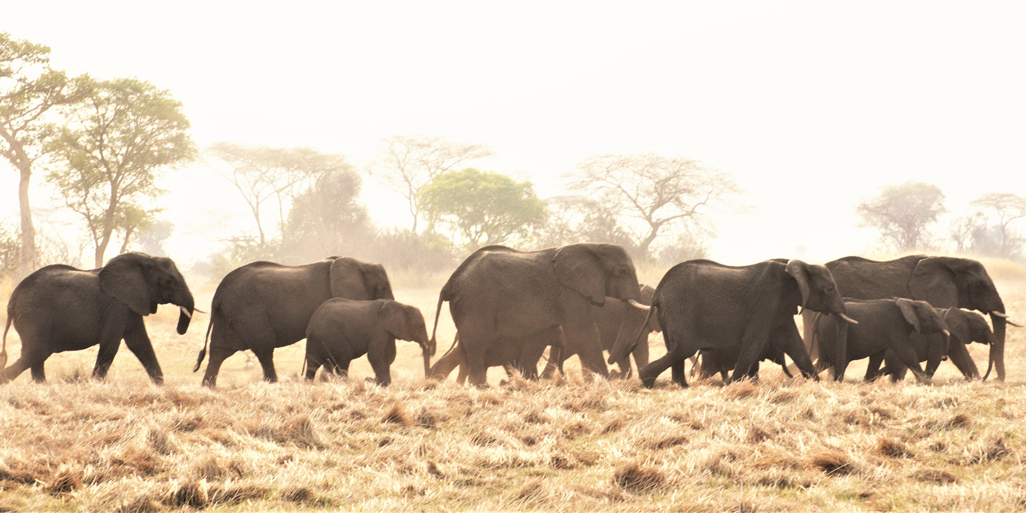 The Great Elephant Debate: Myth-busting jumbo fallacies