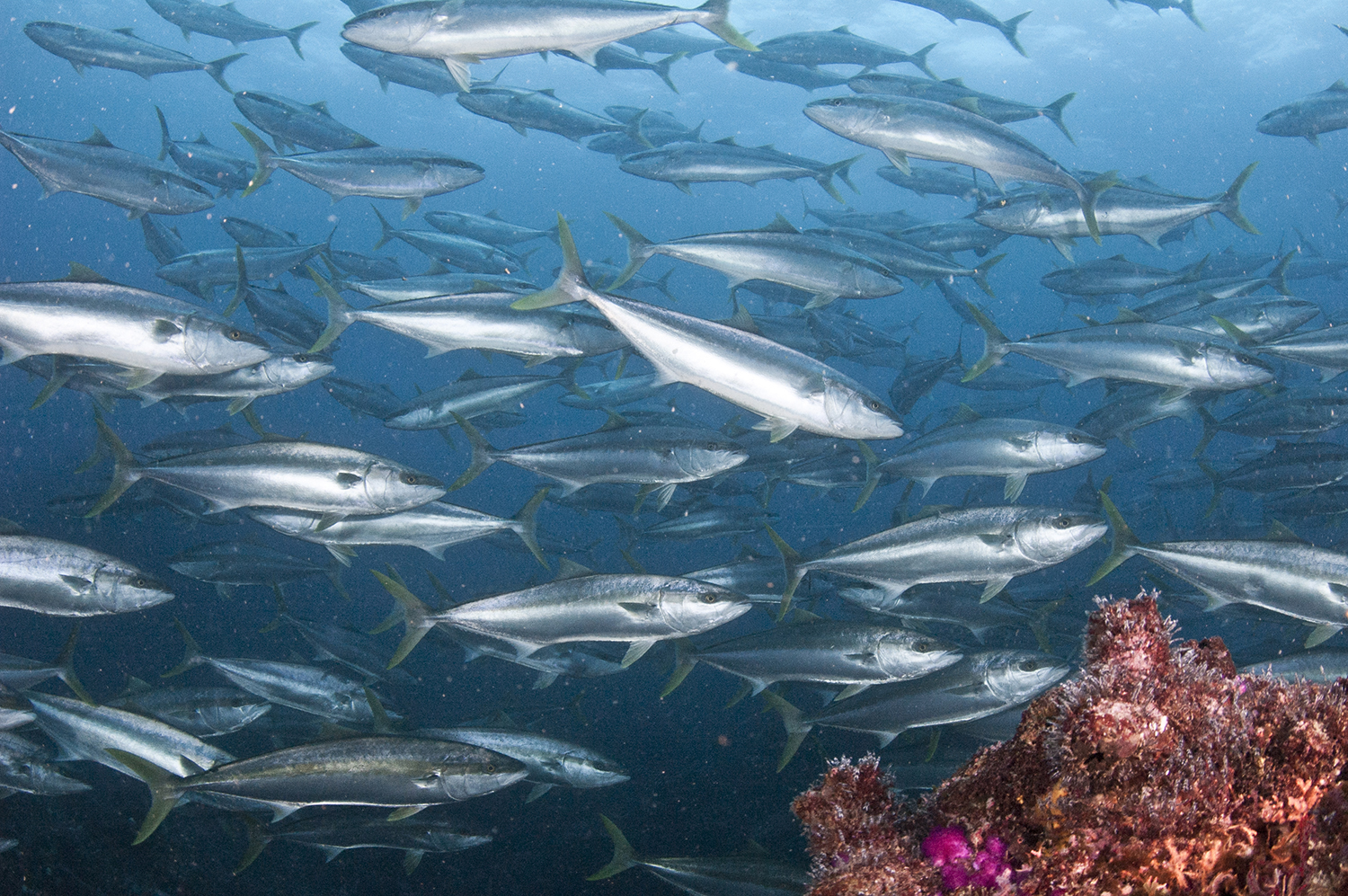 How South Africa can get communities involved in conserving coastal and marine areas