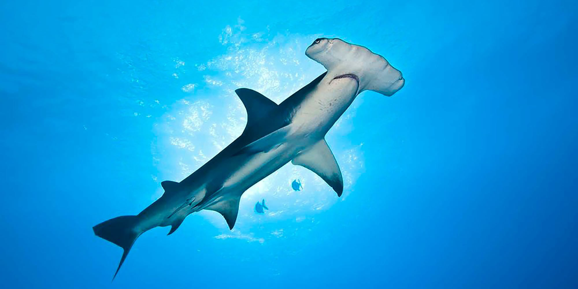 Marine protected areas become more than ‘paper parks’ with improved management