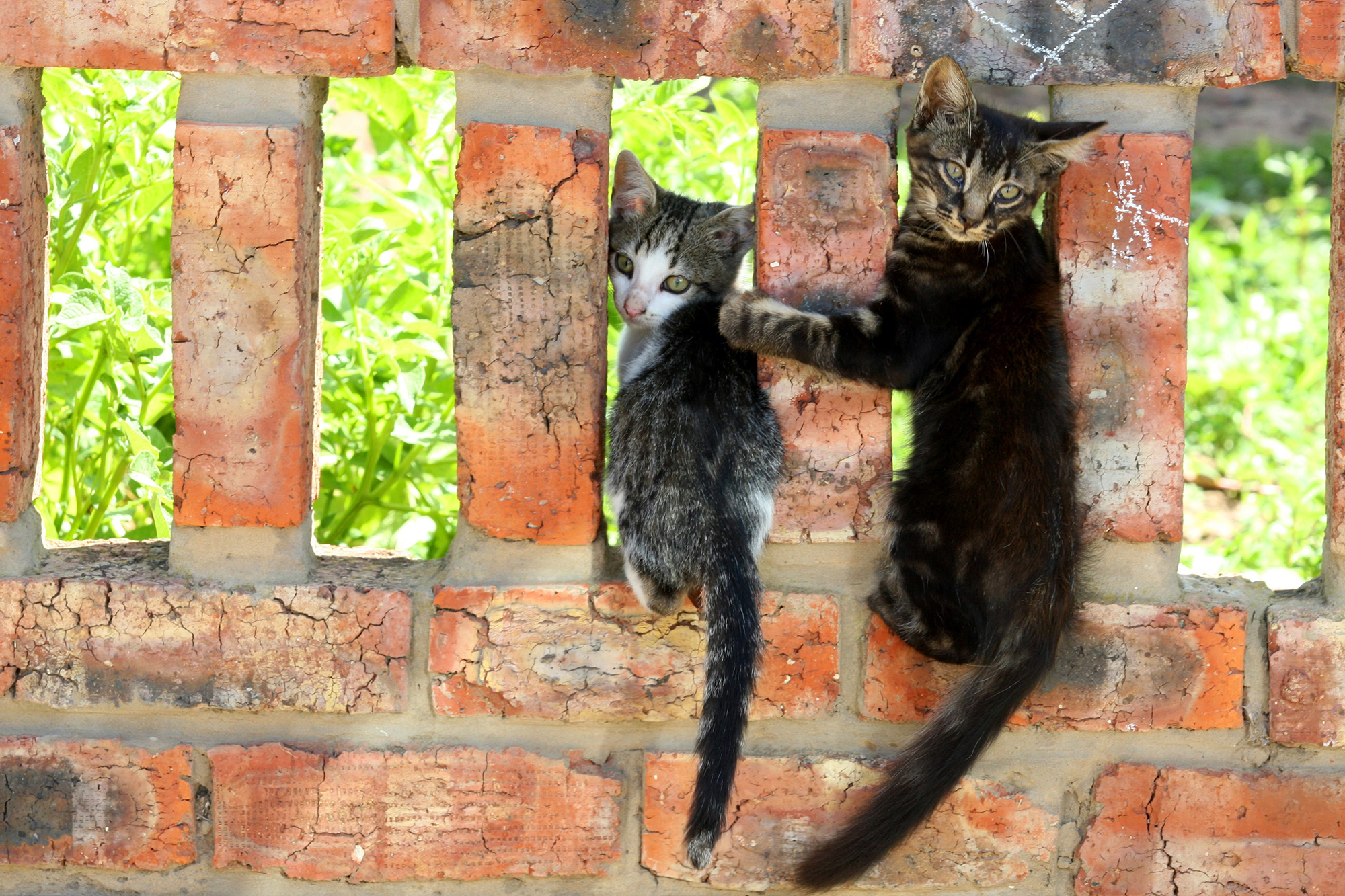 Killer cats: What feline lovers don’t want to hear