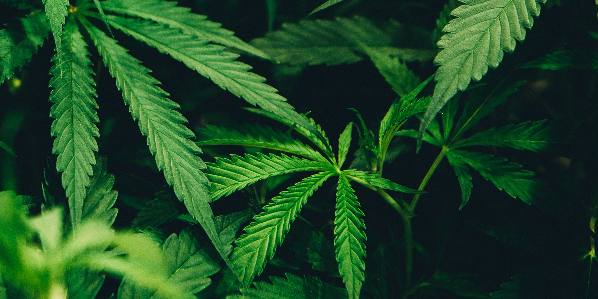 Proposed cannabis law has serious shortcomings and must go back to the drawing board